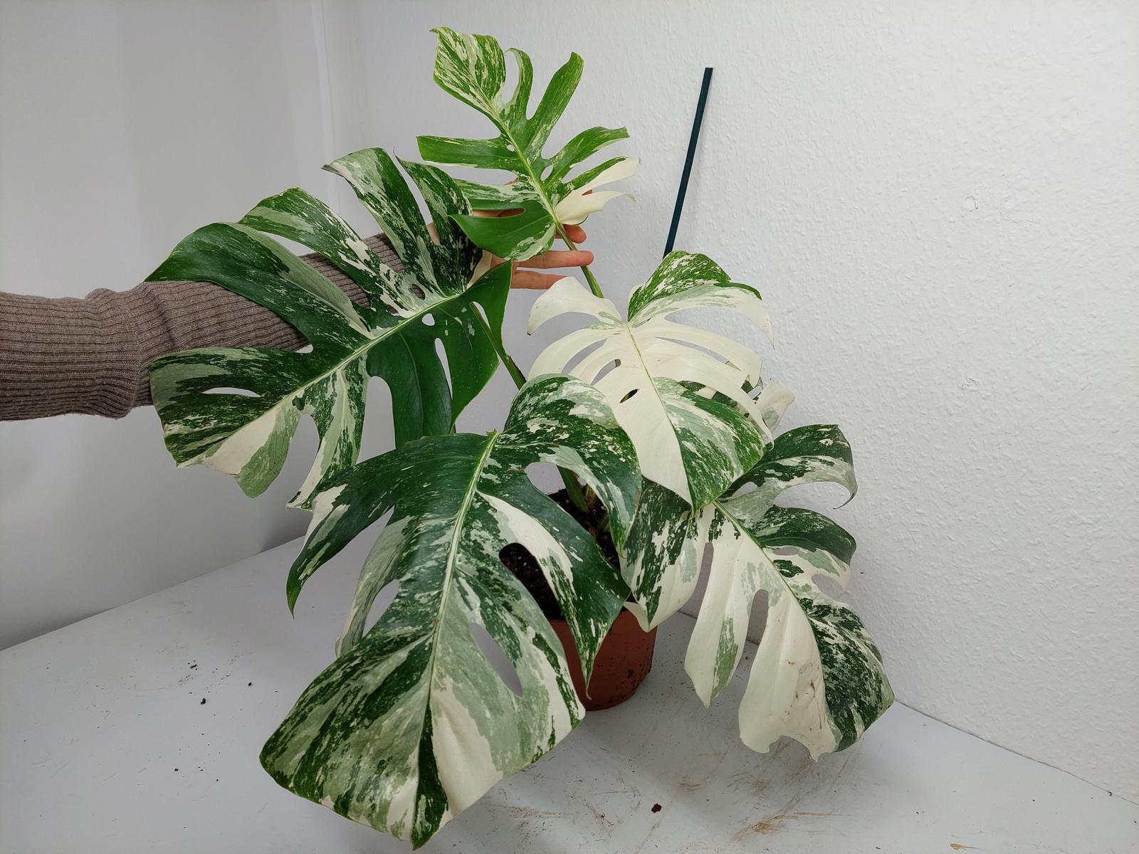 Monstera Variegata (zum aussuchen)