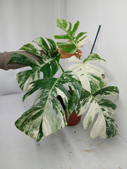 Monstera Variegata (zum aussuchen)