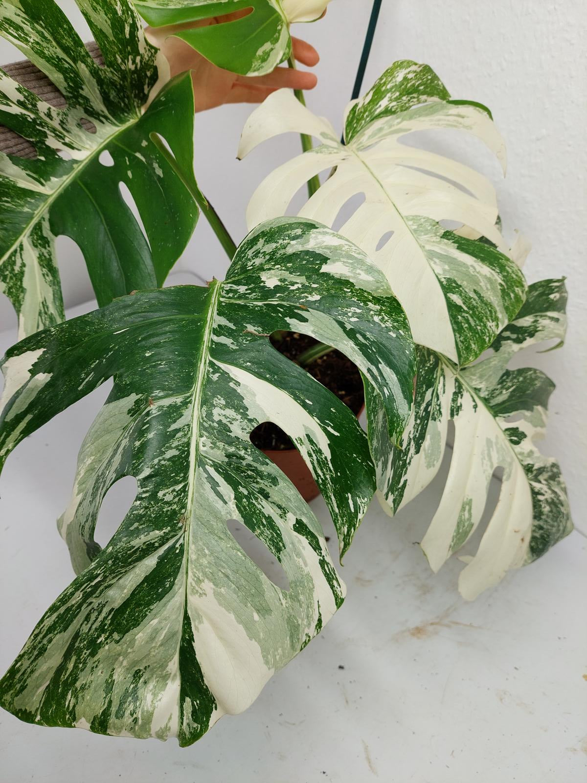 Monstera Variegata (zum aussuchen)