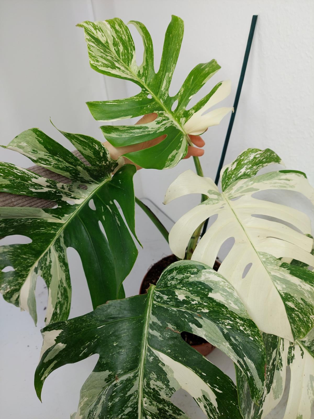 Monstera Variegata (zum aussuchen)