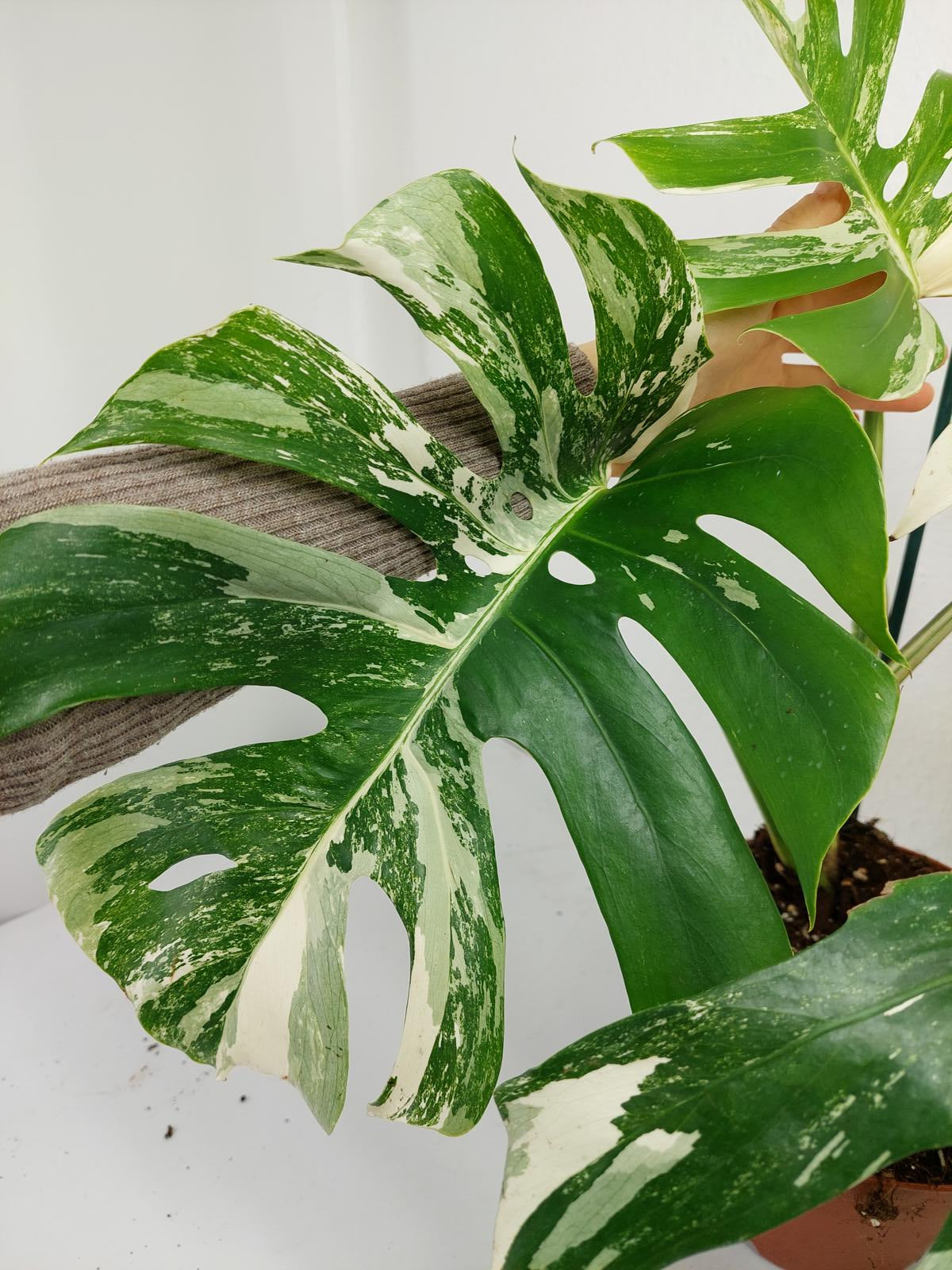 Monstera Variegata (zum aussuchen)