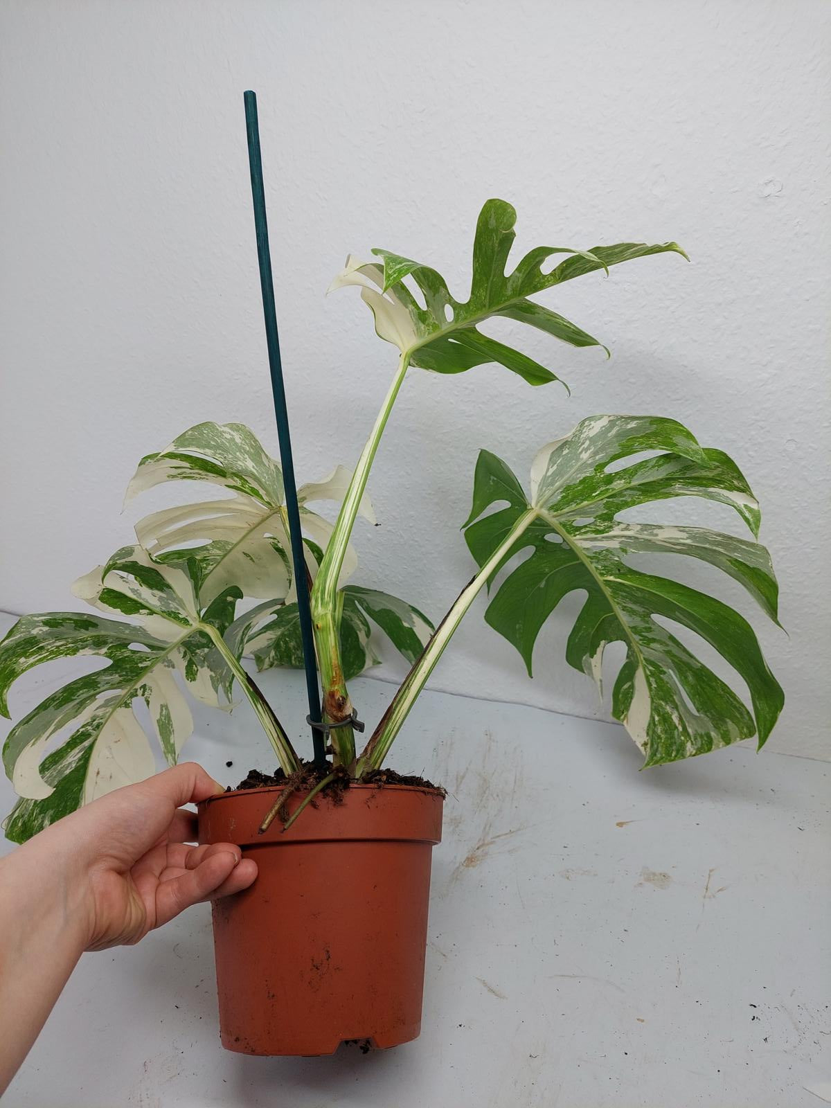 Monstera Variegata (zum aussuchen)