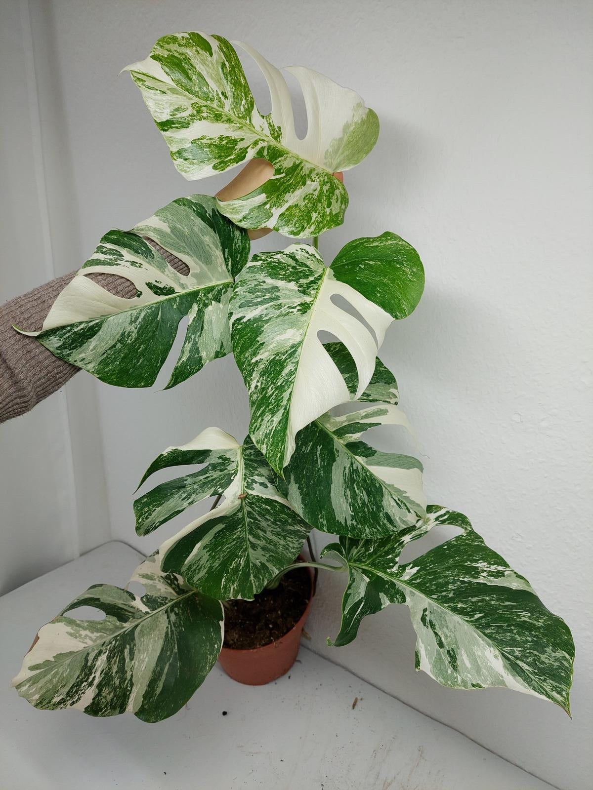 Monstera Variegata (zum aussuchen)