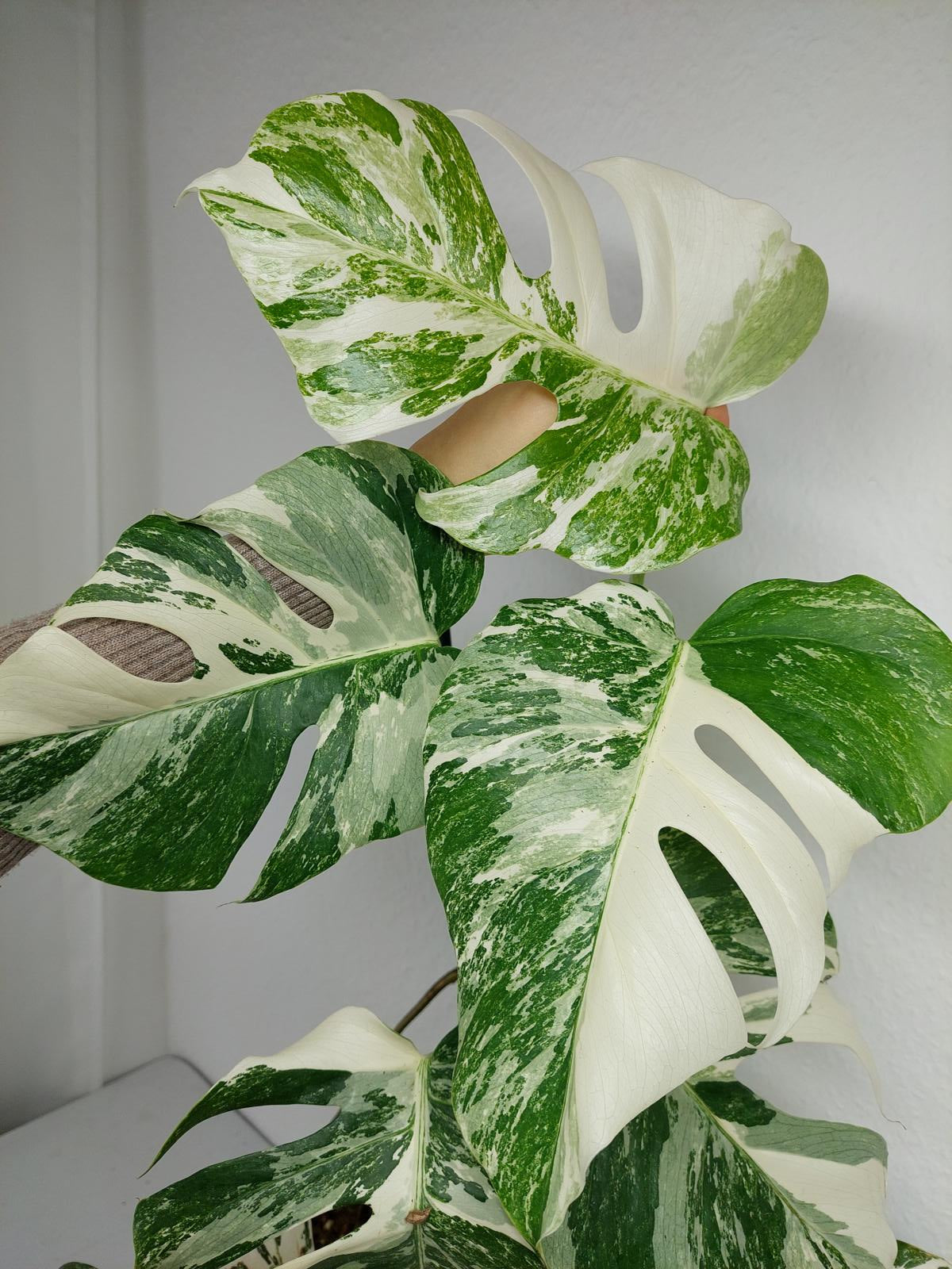 Monstera Variegata (zum aussuchen)