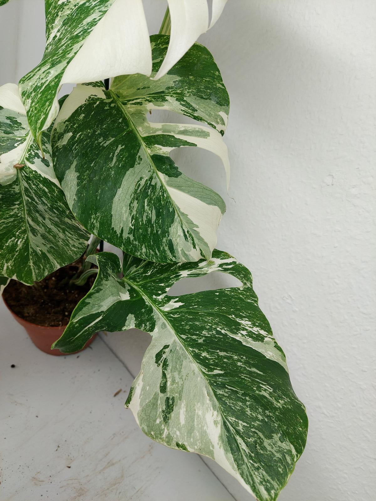 Monstera Variegata (zum aussuchen)