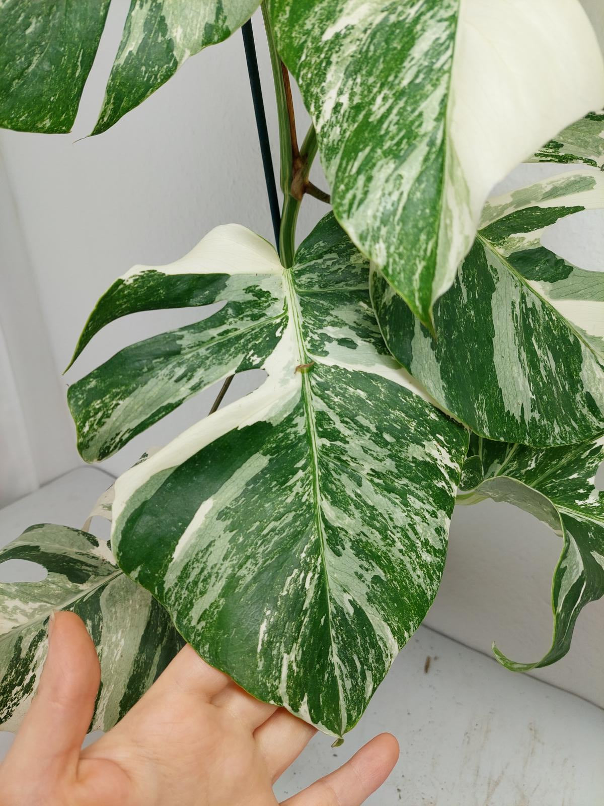 Monstera Variegata (zum aussuchen)