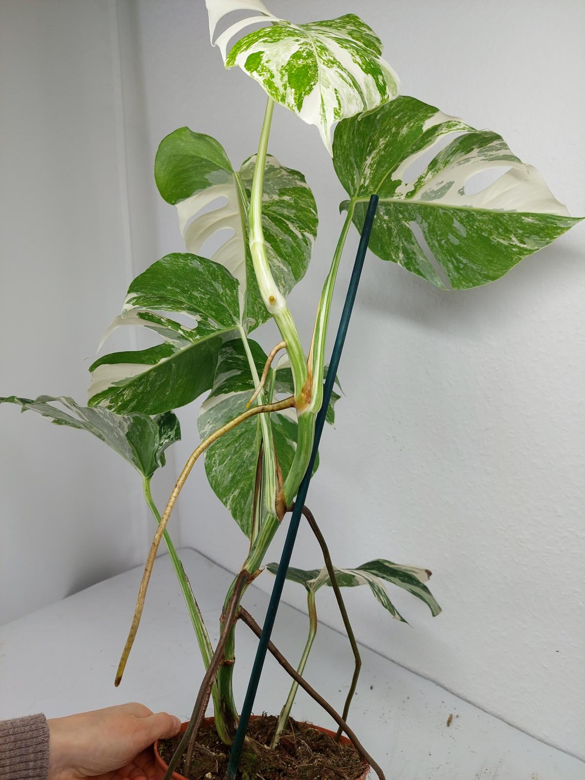 Monstera Variegata (zum aussuchen)