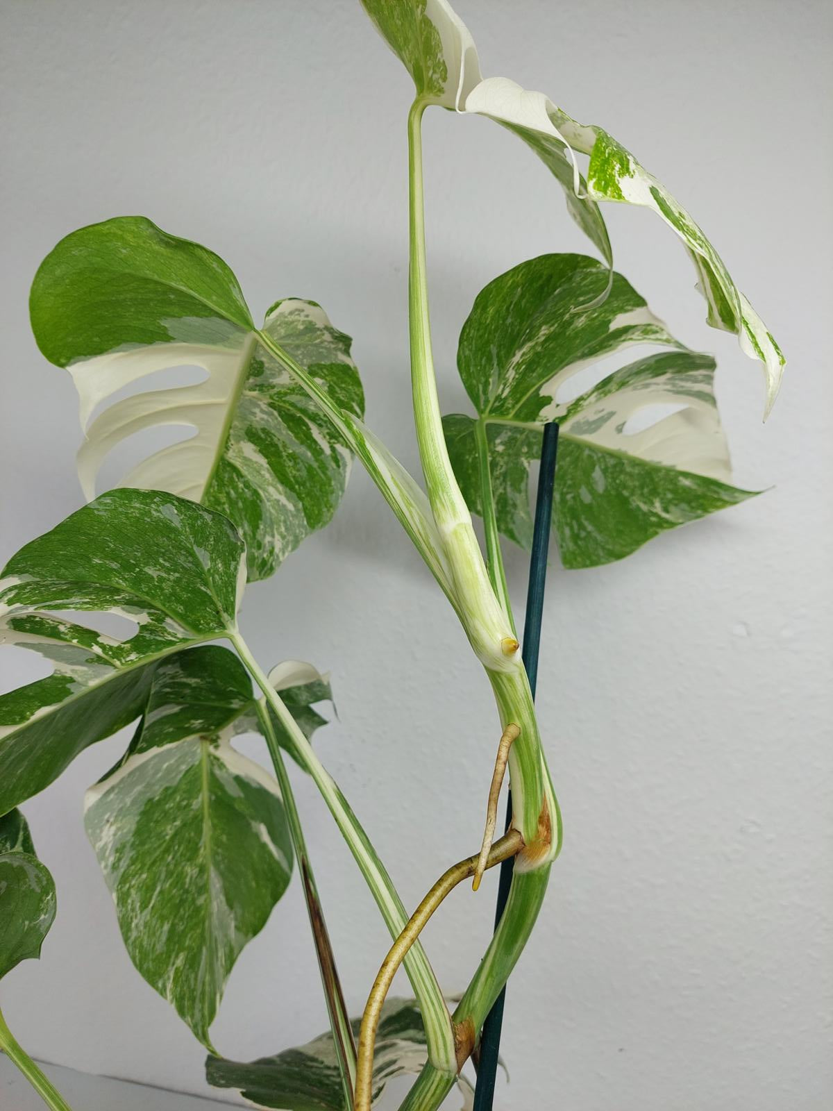 Monstera Variegata (zum aussuchen)