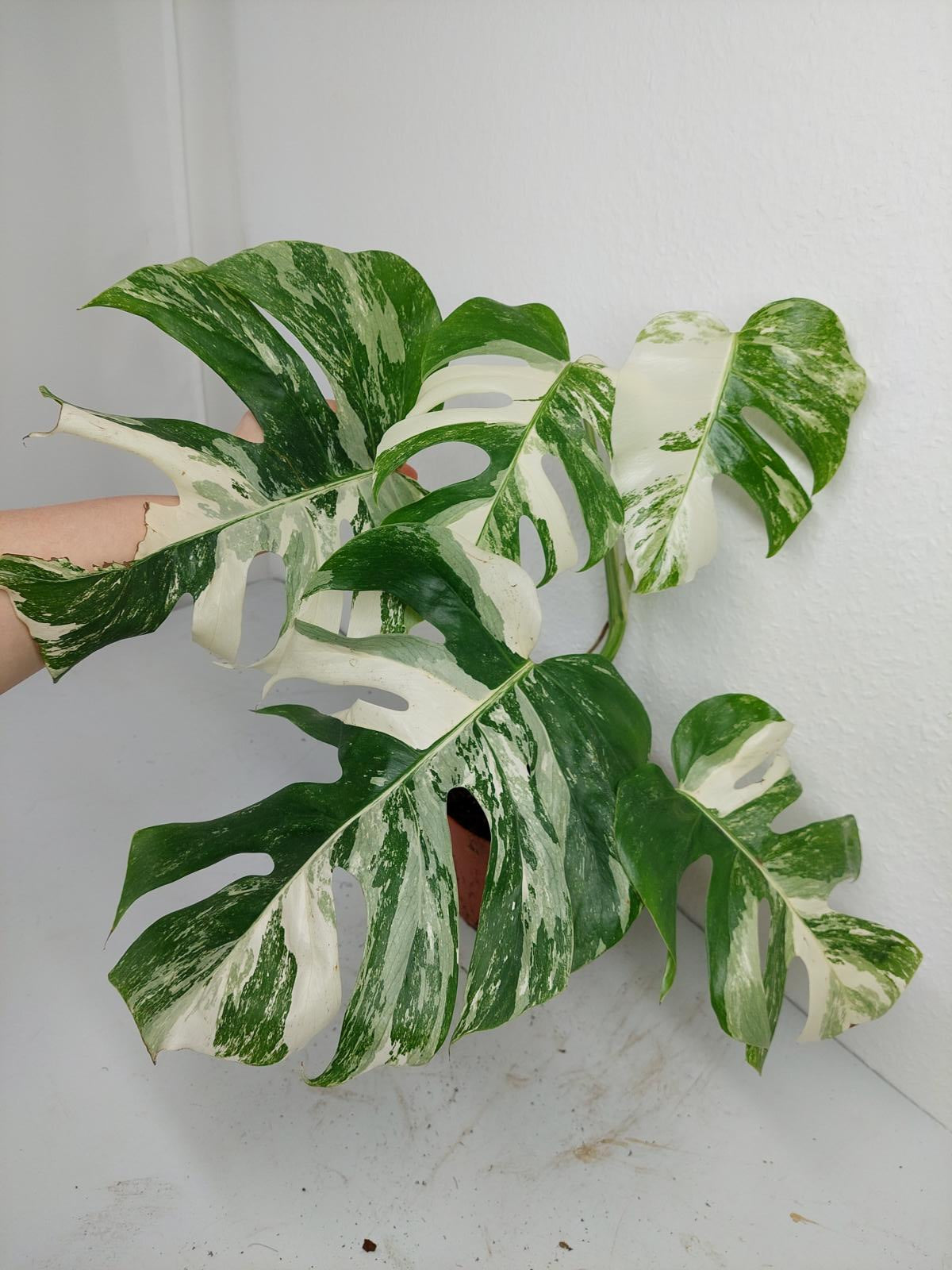 Monstera Variegata (zum aussuchen)