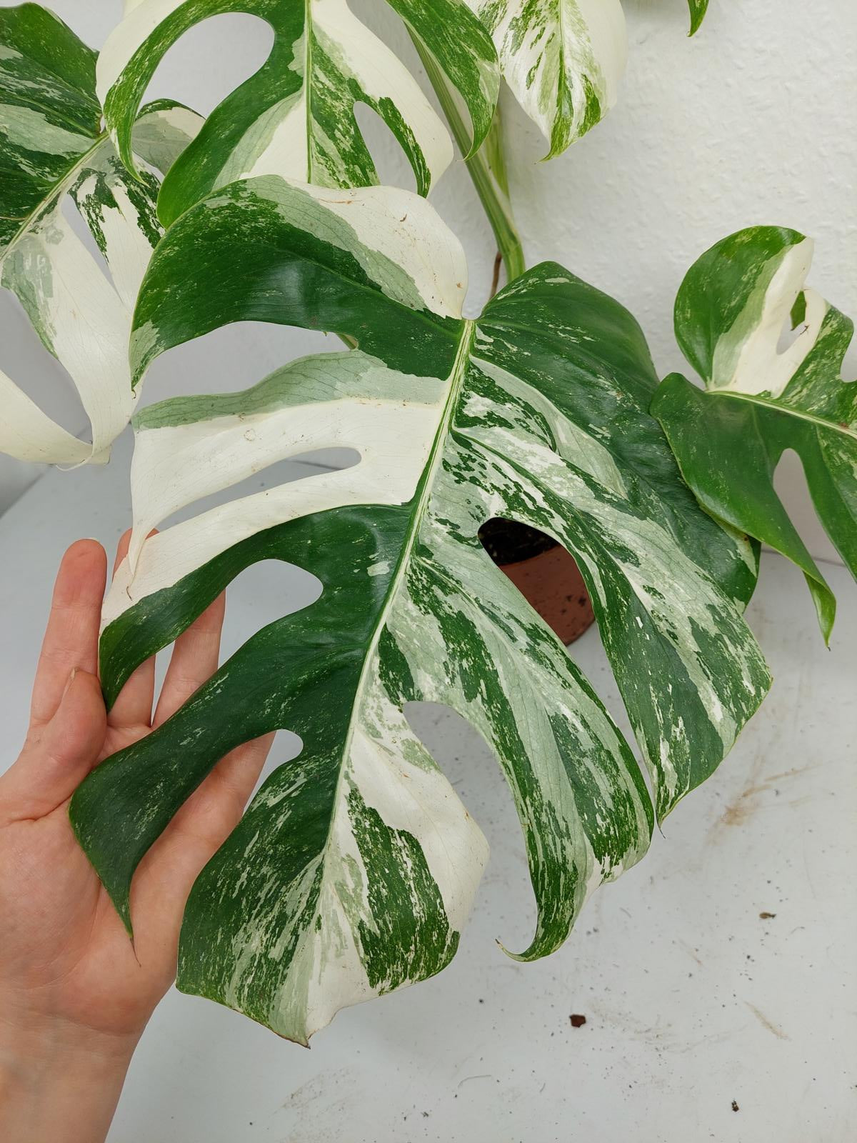 Monstera Variegata (zum aussuchen)