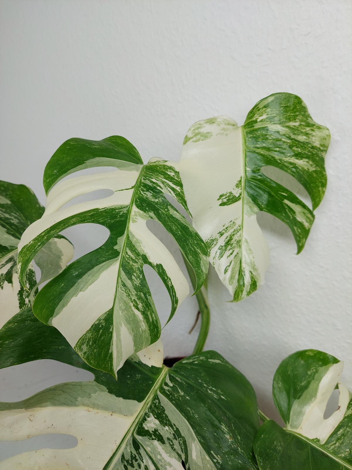 Monstera Variegata (zum aussuchen)