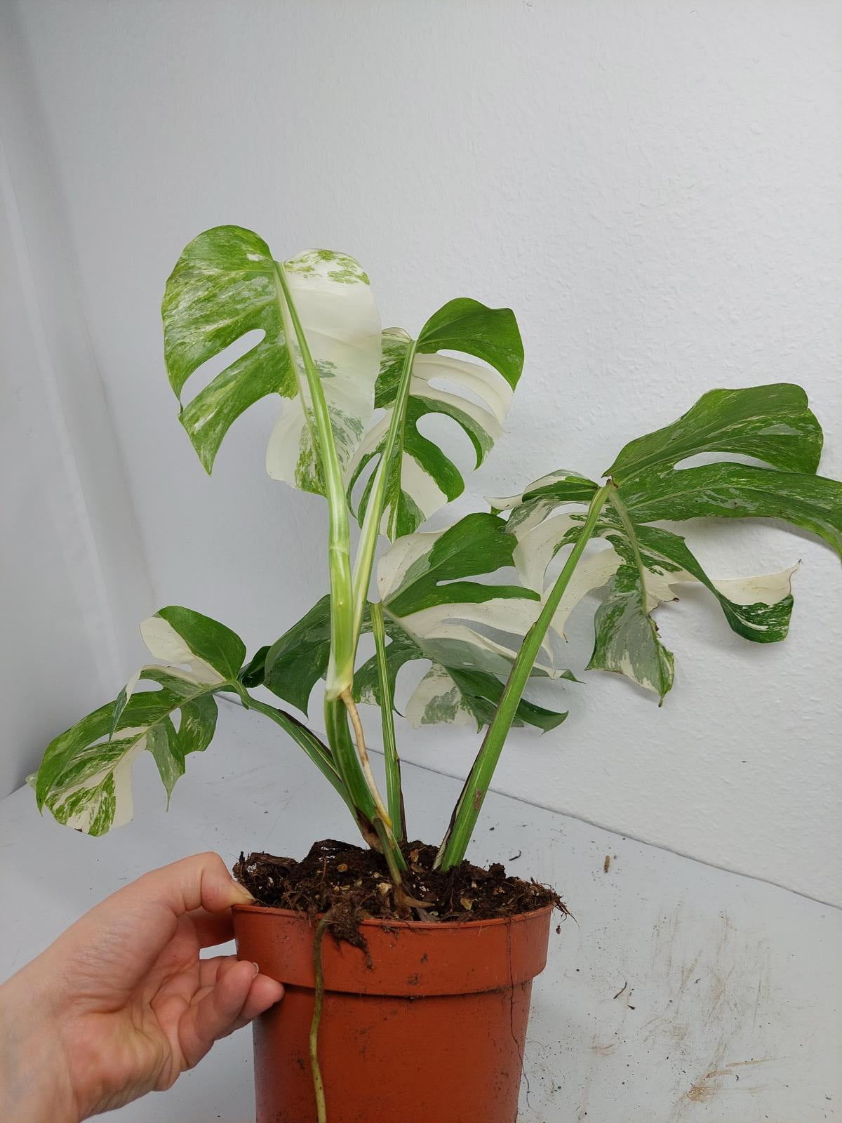 Monstera Variegata (zum aussuchen)