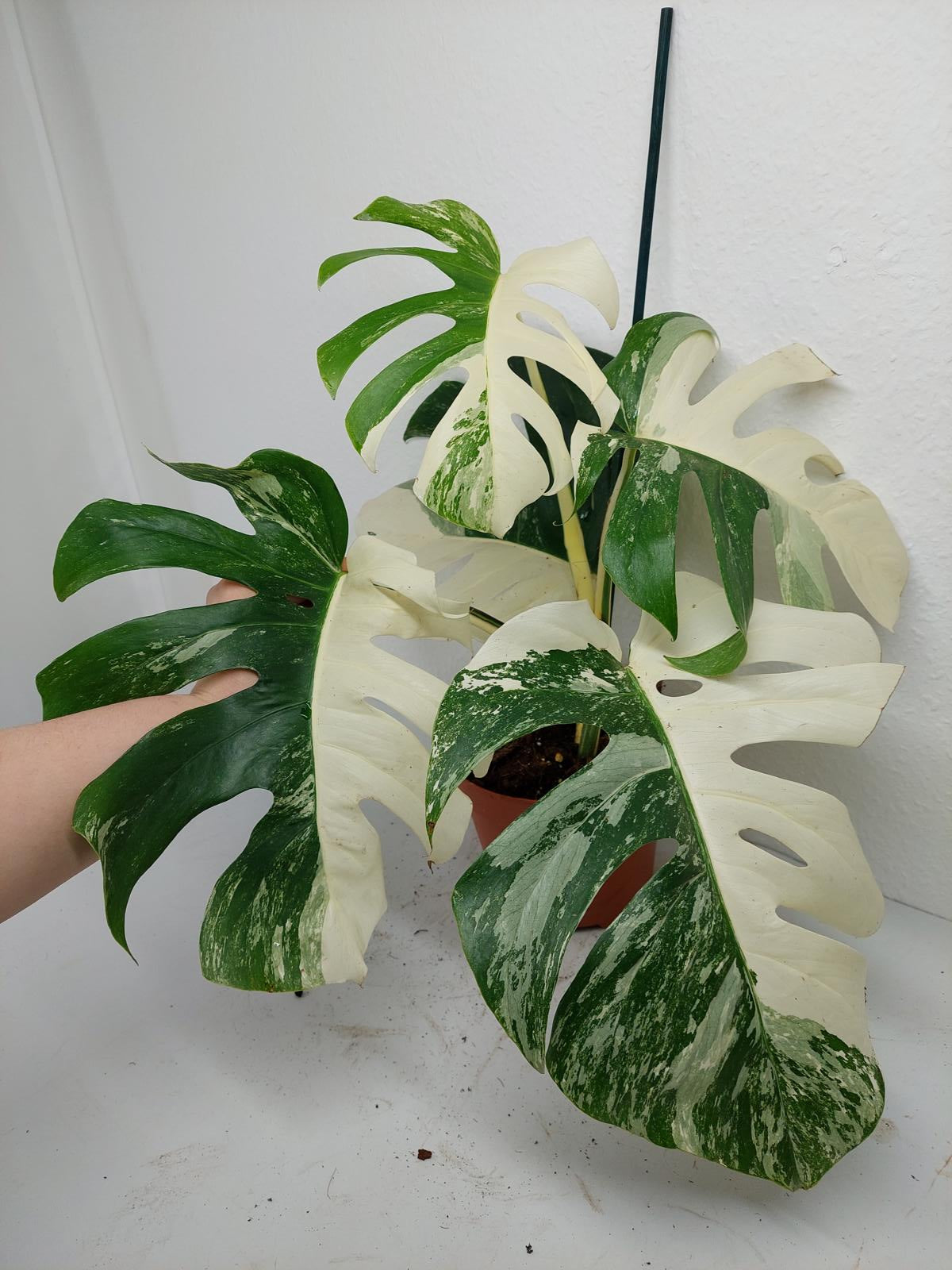 Monstera Variegata (zum aussuchen)