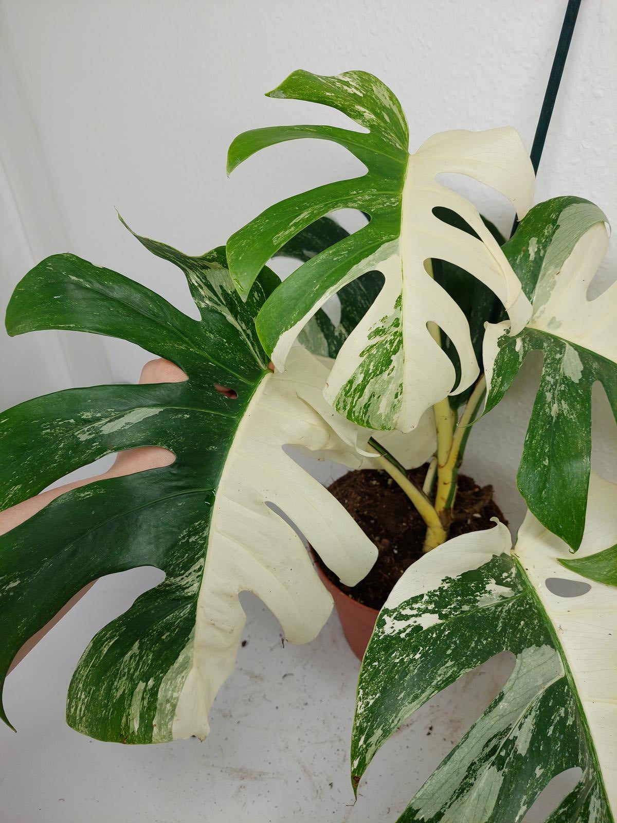 Monstera Variegata (zum aussuchen)