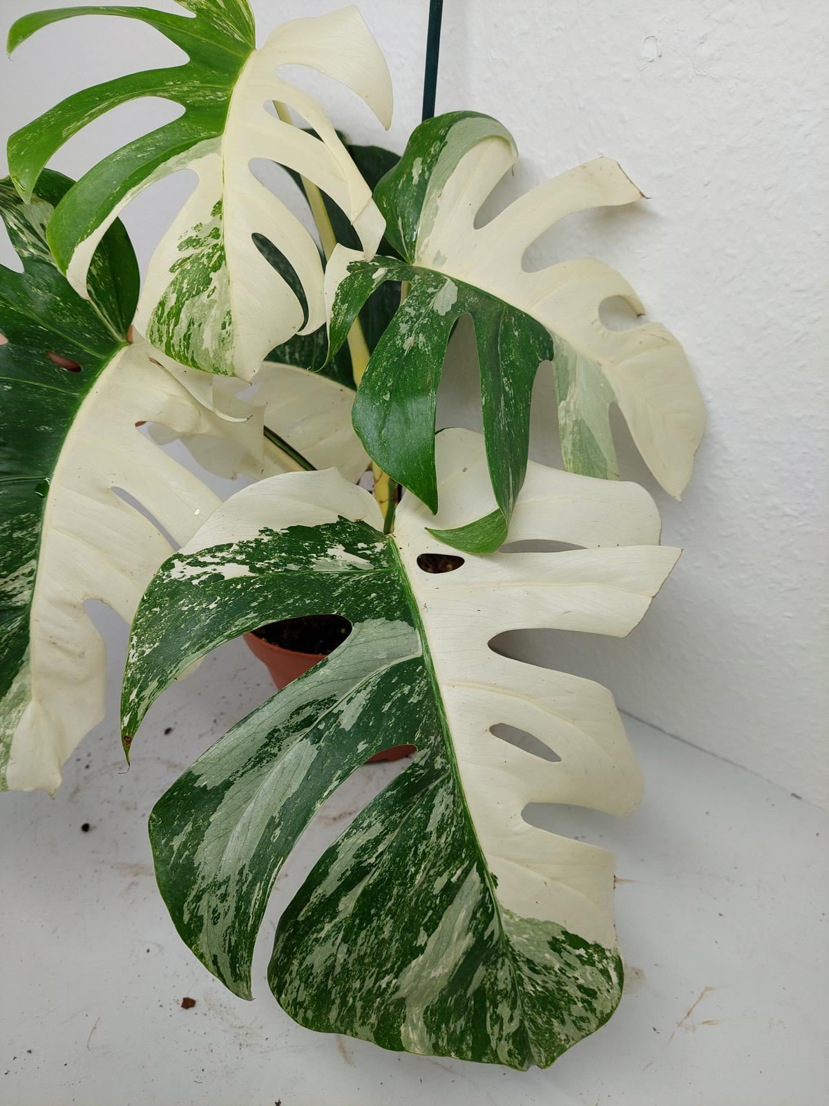 Monstera Variegata (zum aussuchen)