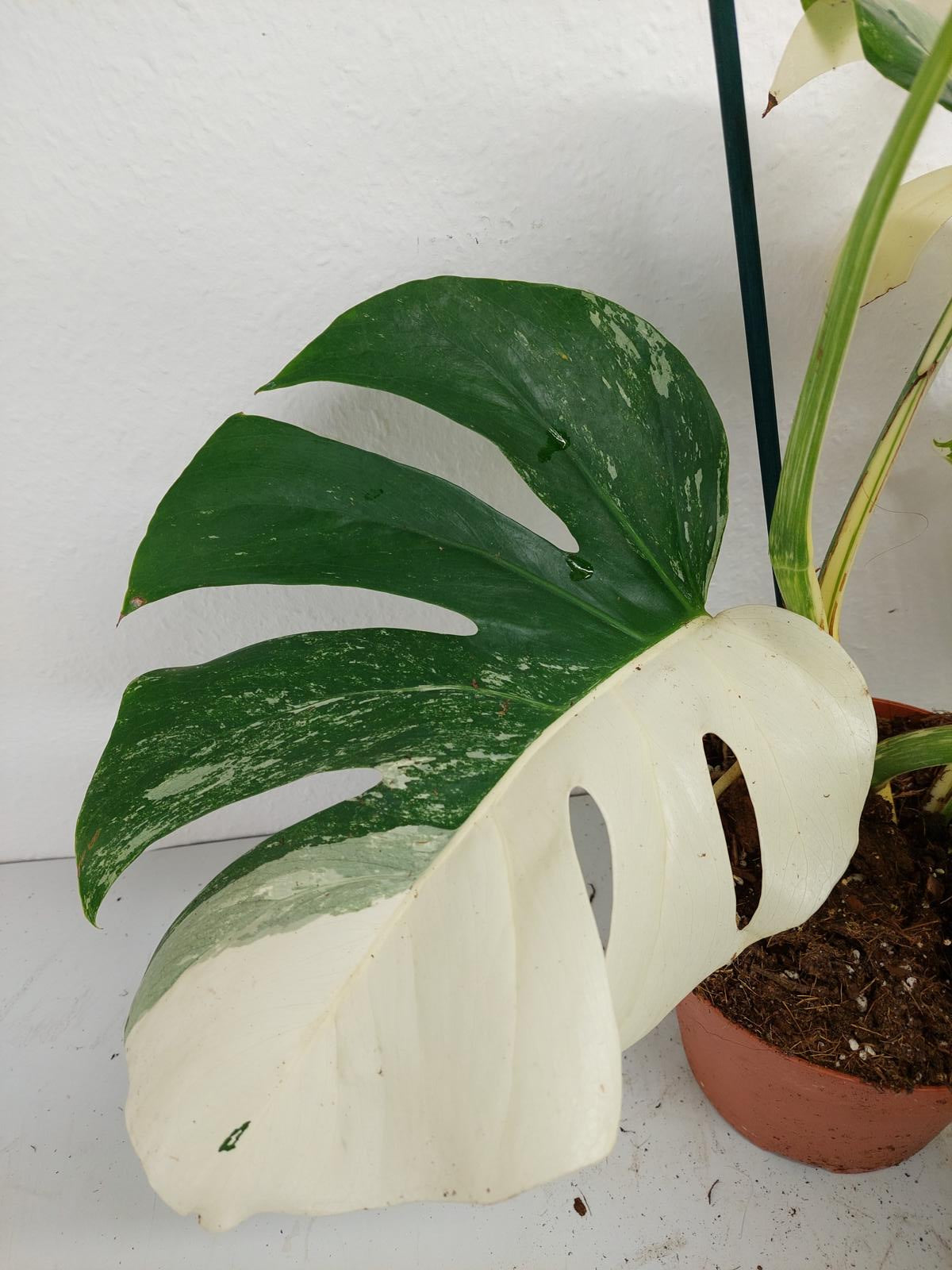 Monstera Variegata (zum aussuchen)