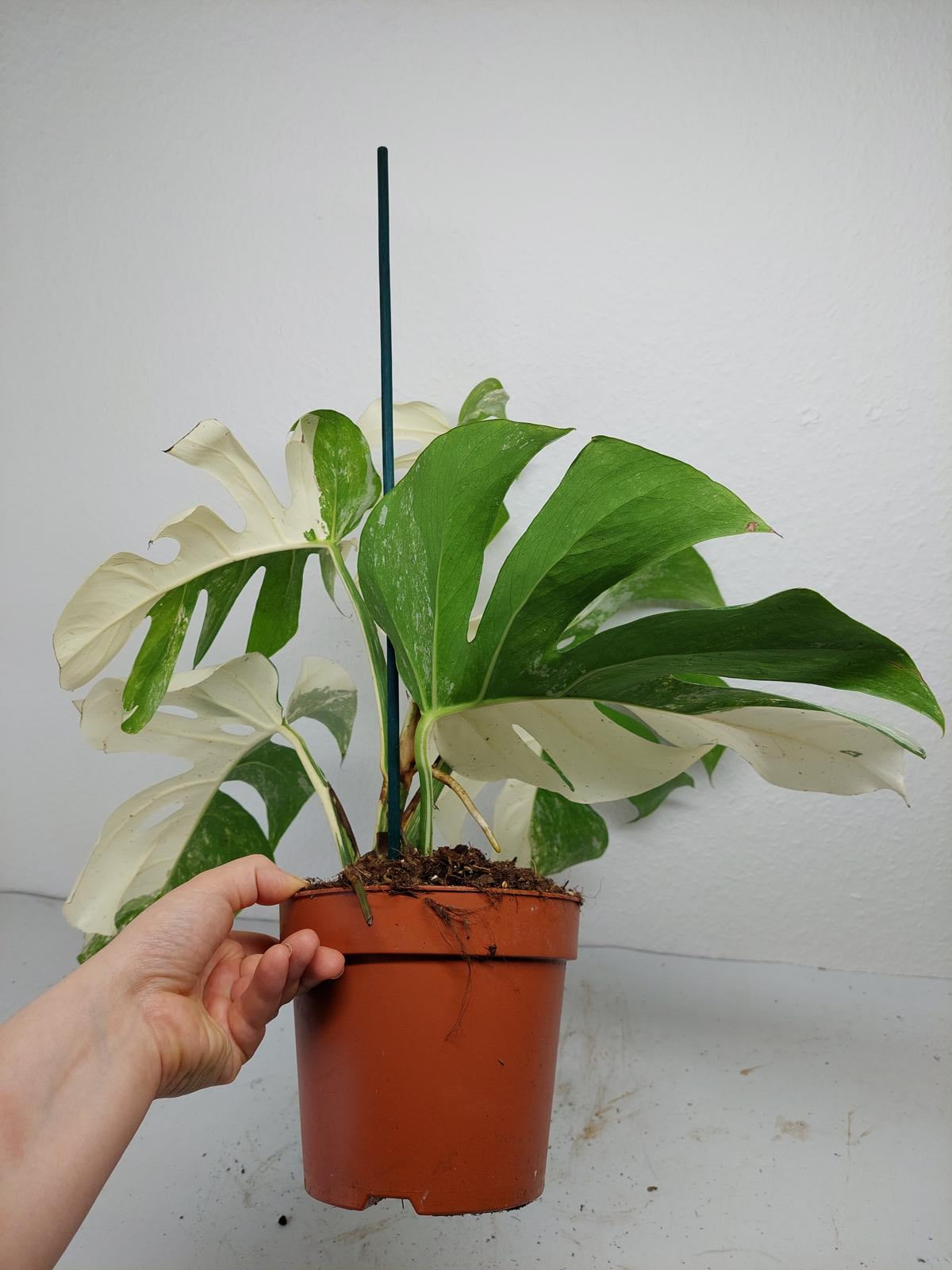 Monstera Variegata (zum aussuchen)