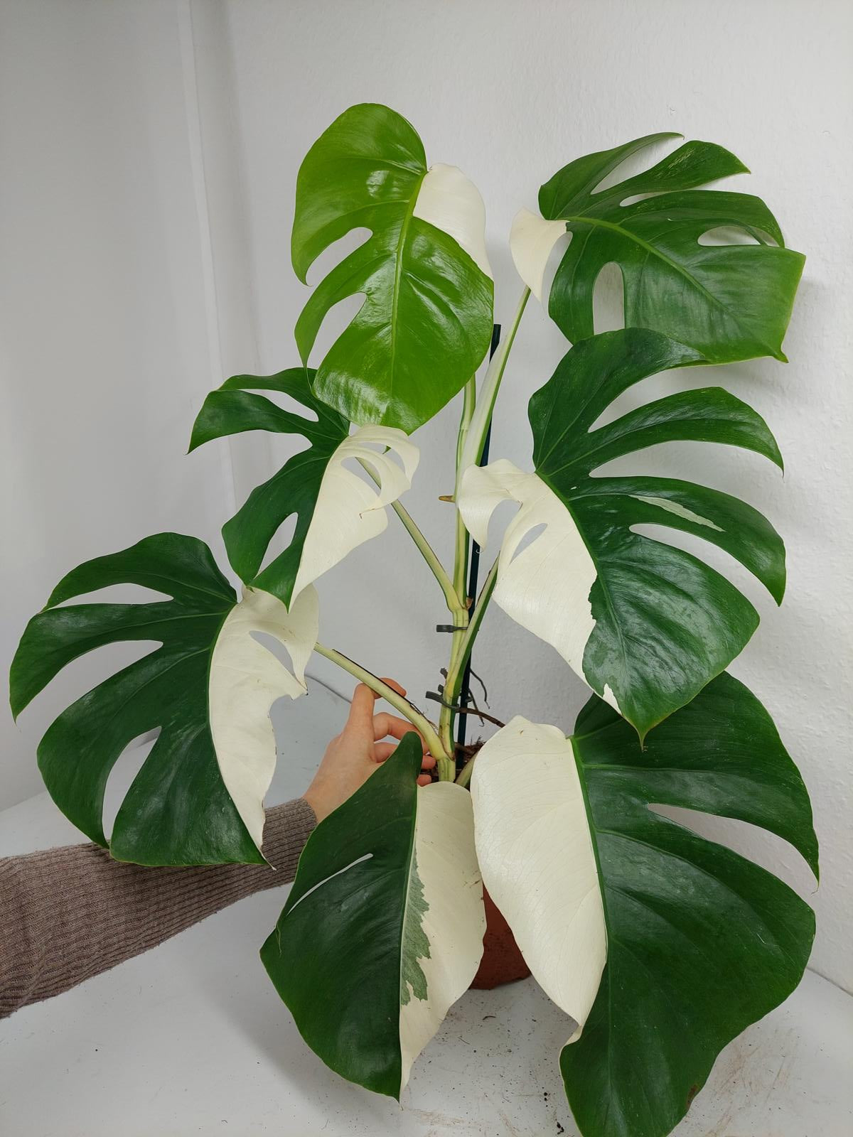 Monstera Variegata (zum aussuchen)