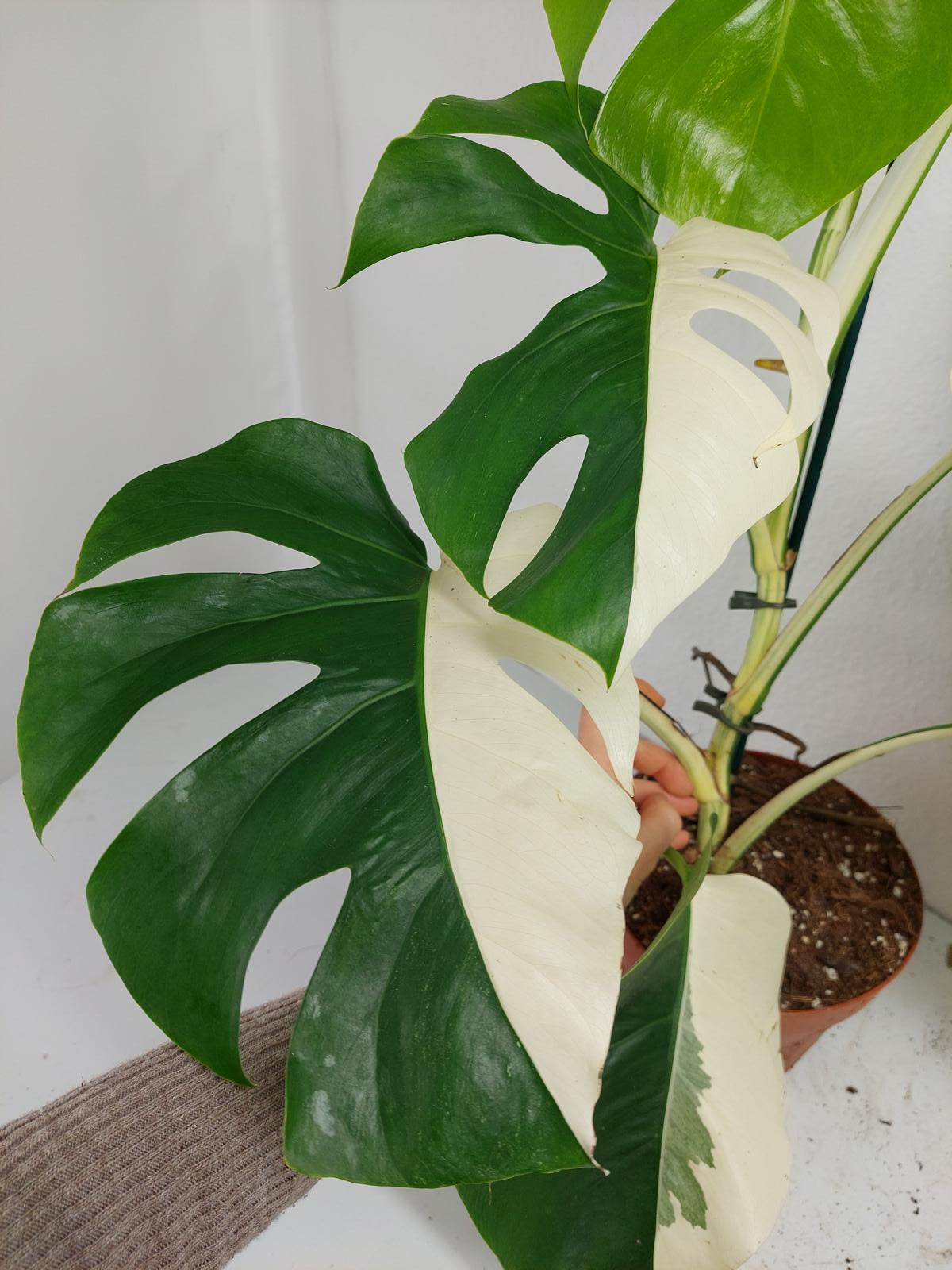 Monstera Variegata (zum aussuchen)