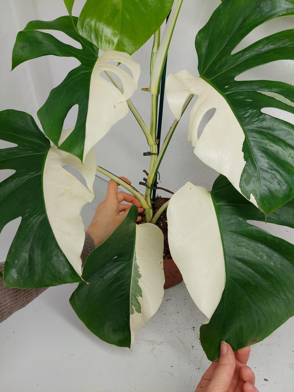 Monstera Variegata (zum aussuchen)