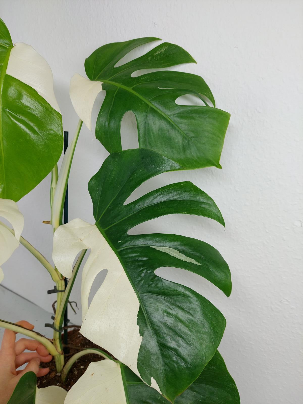 Monstera Variegata (zum aussuchen)