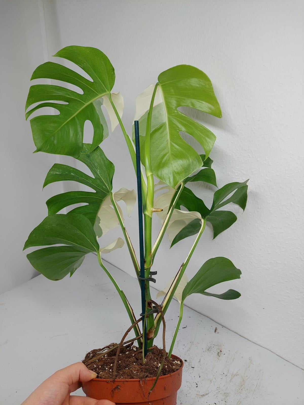 Monstera Variegata (zum aussuchen)