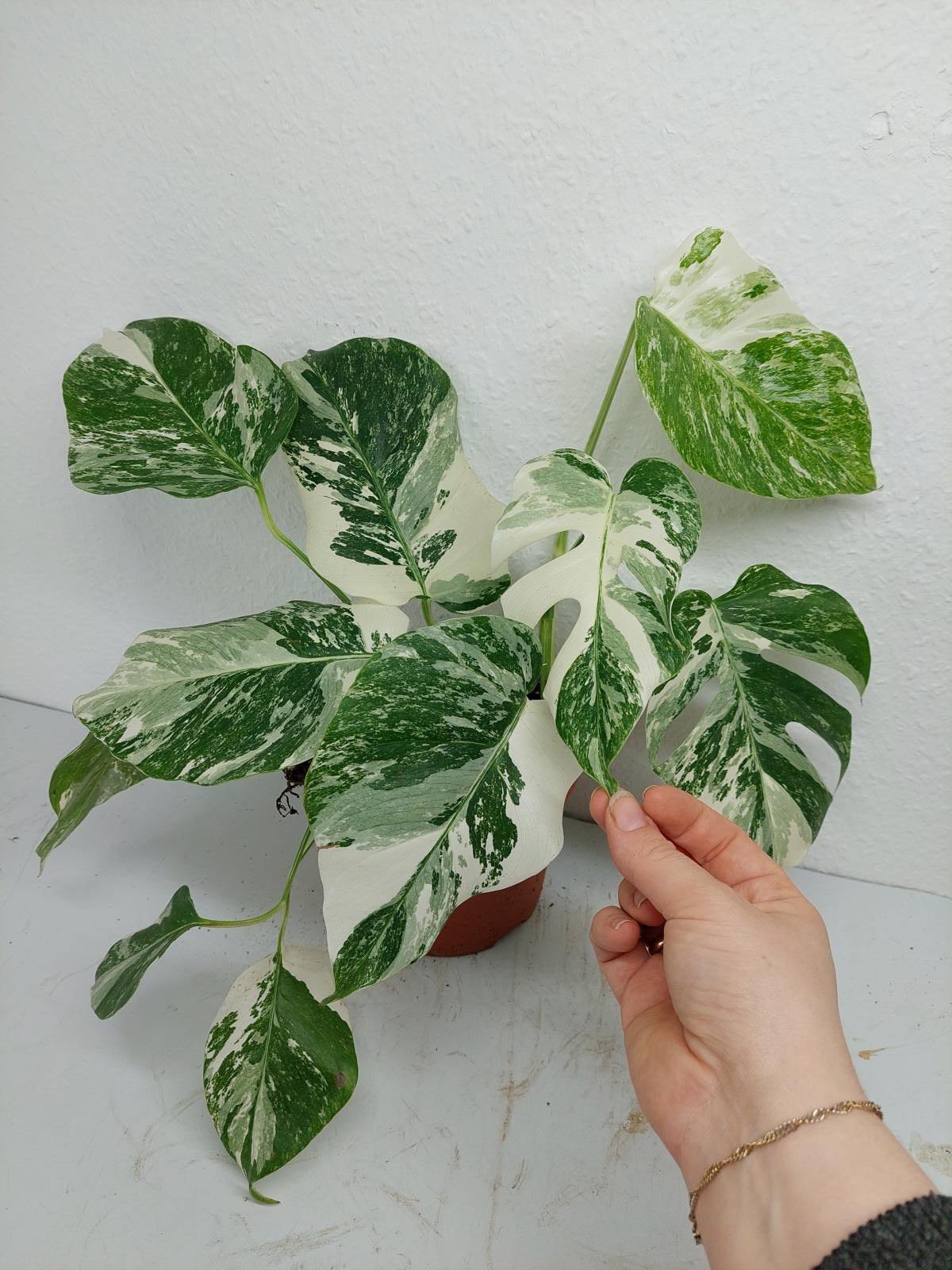 Monstera Variegata (zum aussuchen)