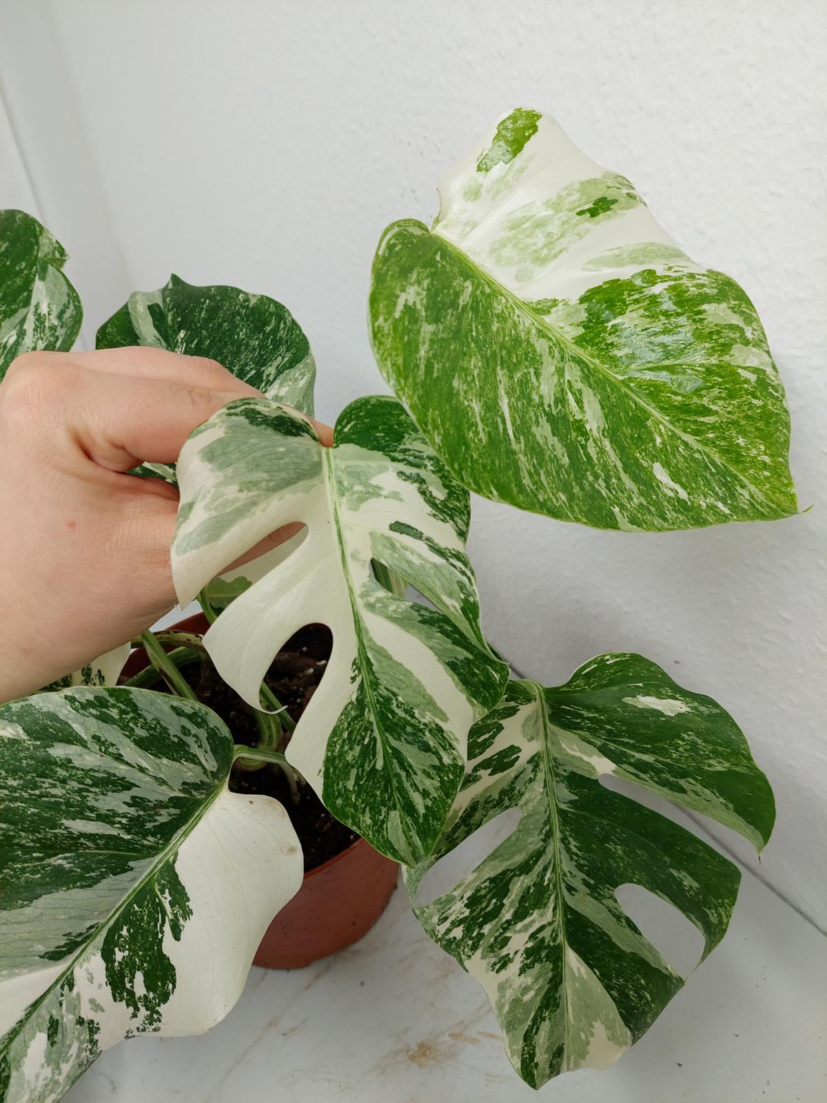 Monstera Variegata (zum aussuchen)