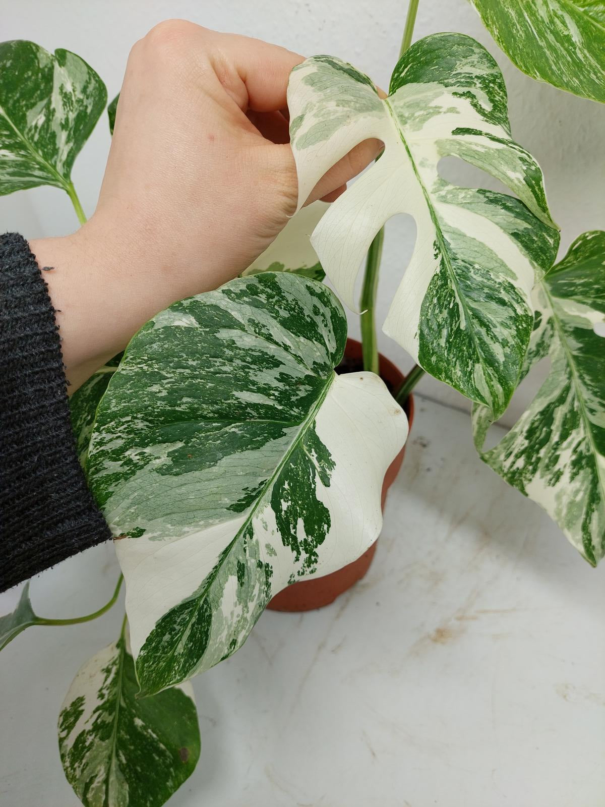 Monstera Variegata (zum aussuchen)