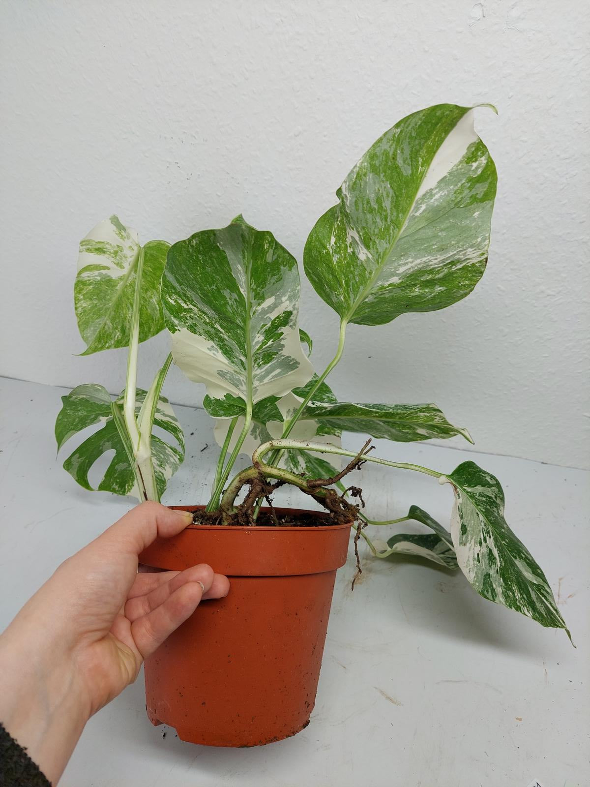 Monstera Variegata (zum aussuchen)