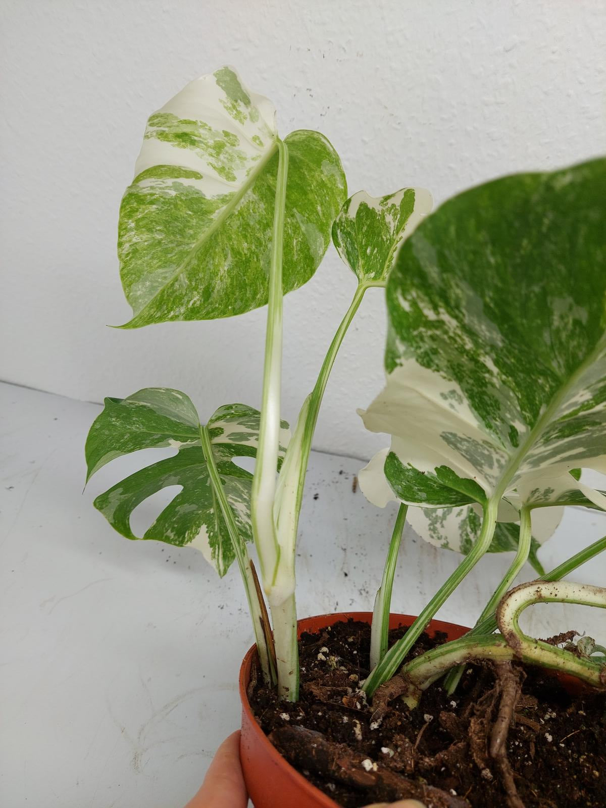 Monstera Variegata (zum aussuchen)