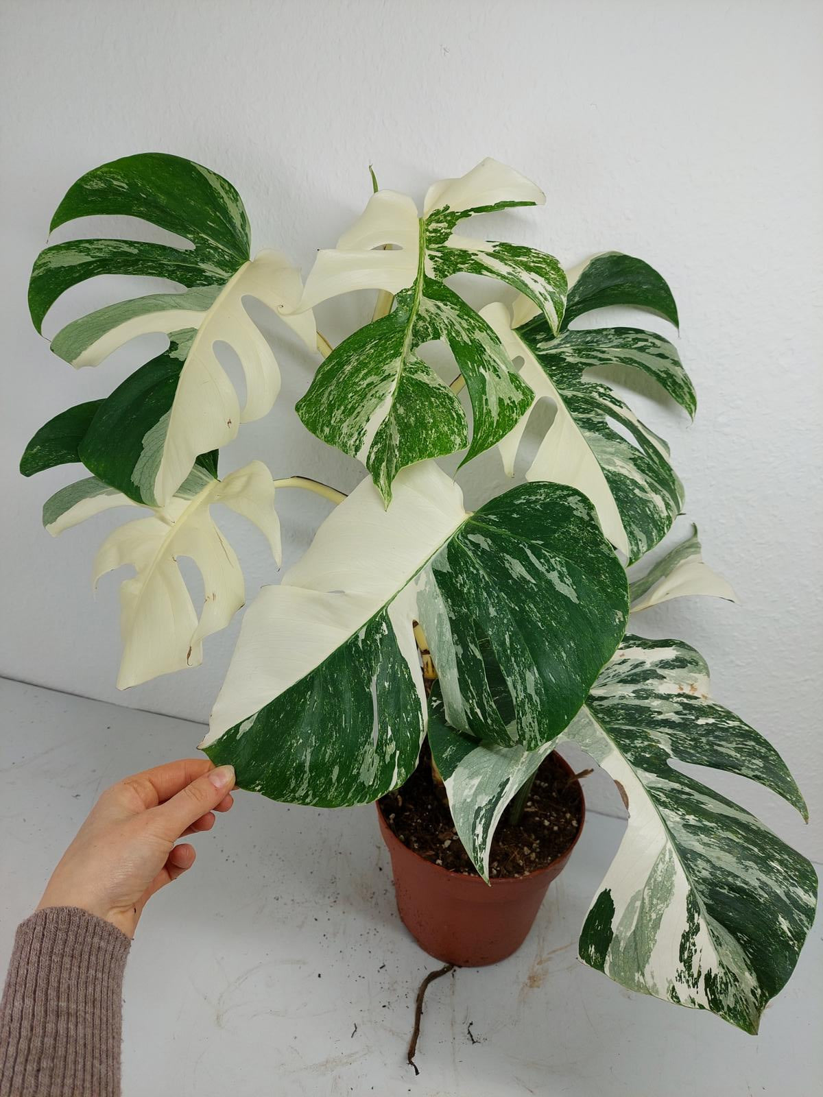 Monstera Variegata (zum aussuchen)