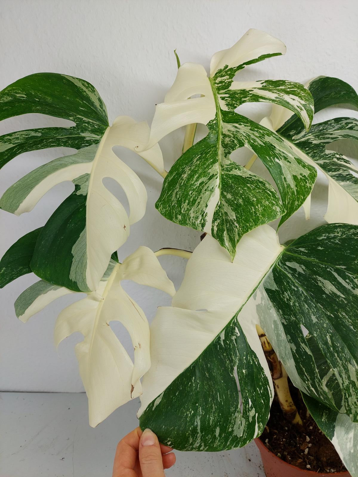 Monstera Variegata (zum aussuchen)