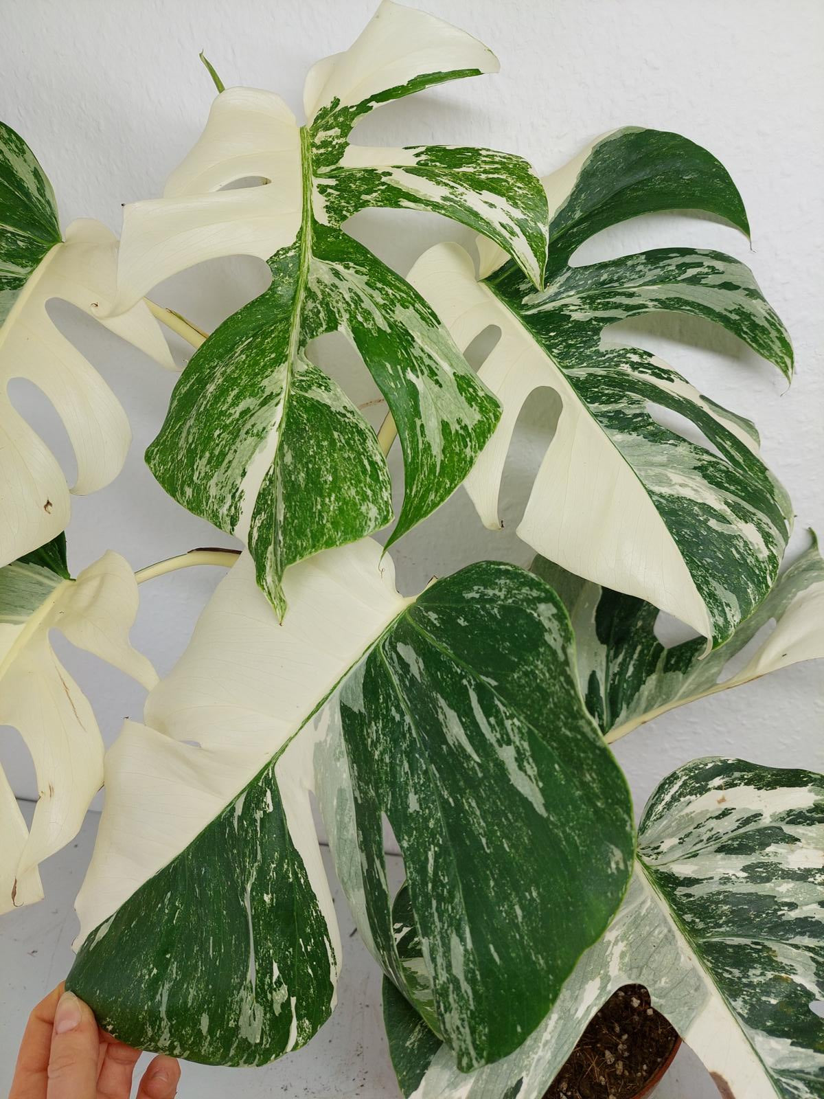 Monstera Variegata (zum aussuchen)