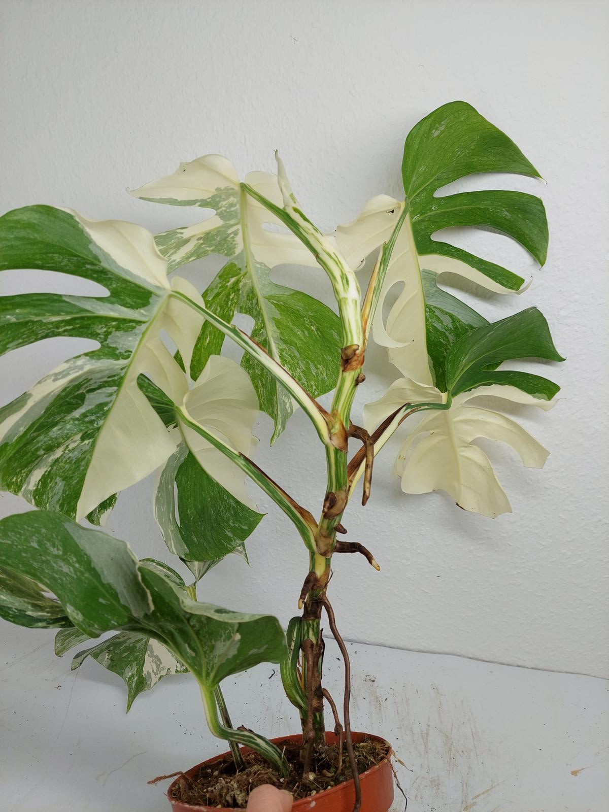 Monstera Variegata (zum aussuchen)