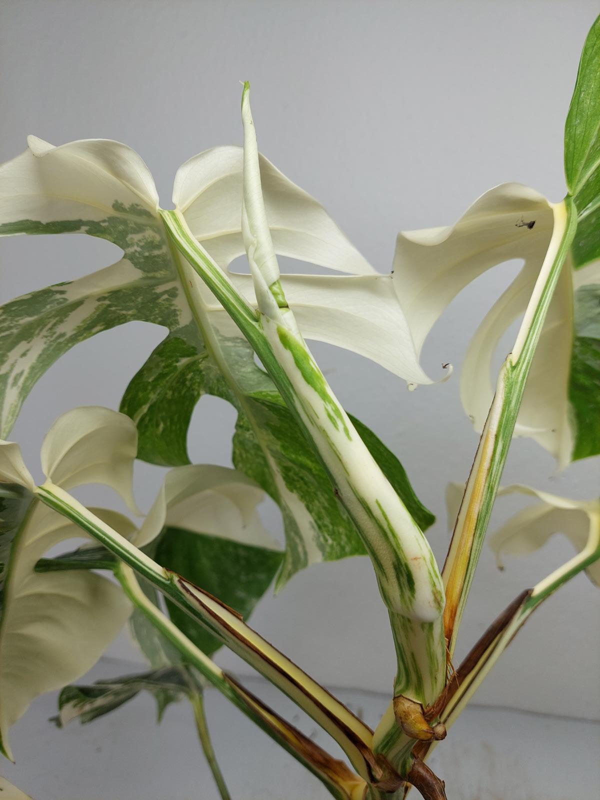 Monstera Variegata (zum aussuchen)