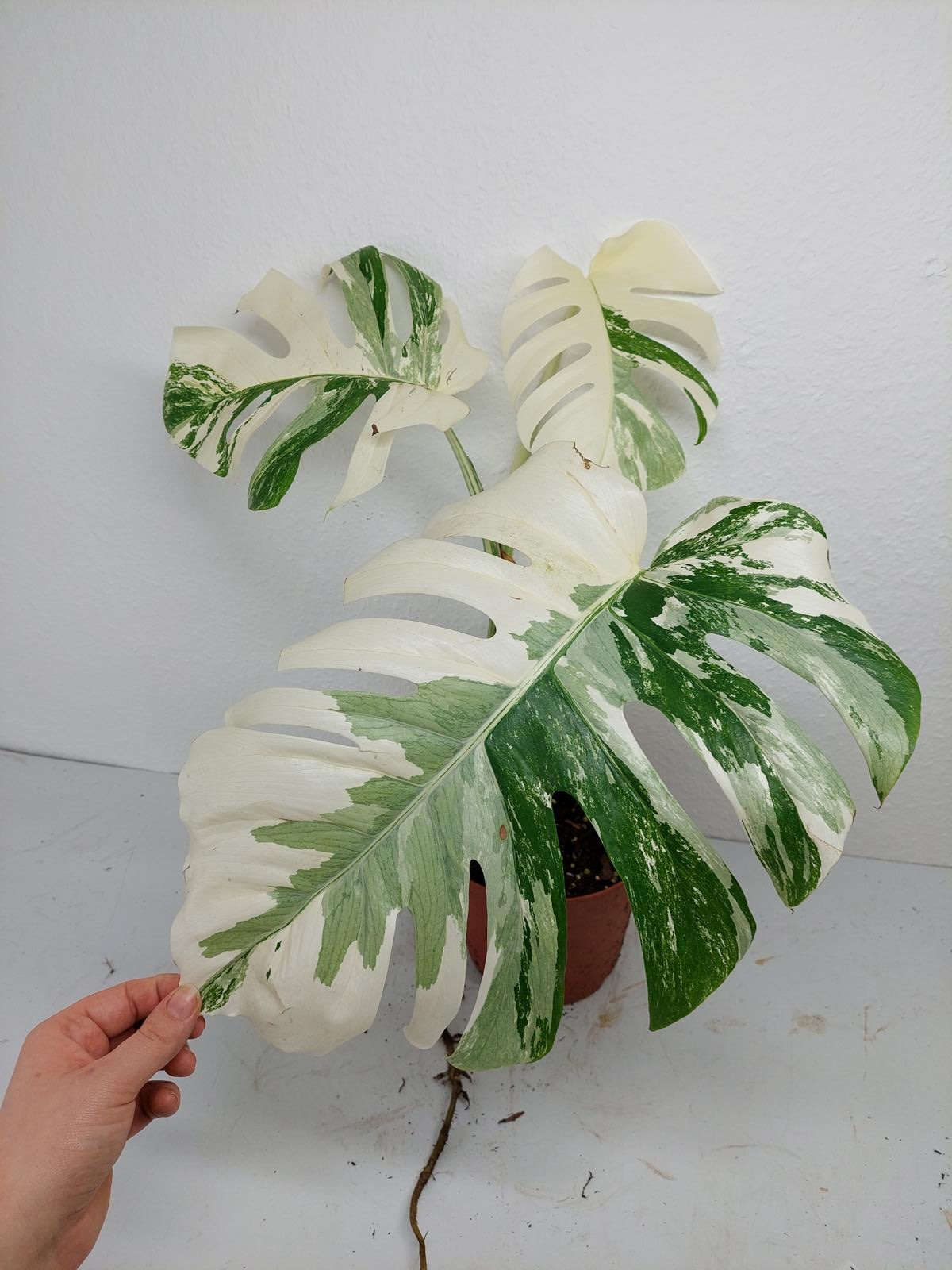 Monstera Variegata (zum aussuchen)