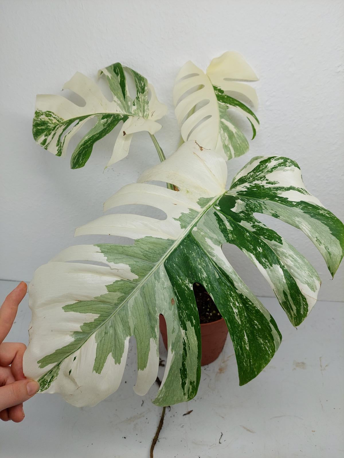 Monstera Variegata (zum aussuchen)