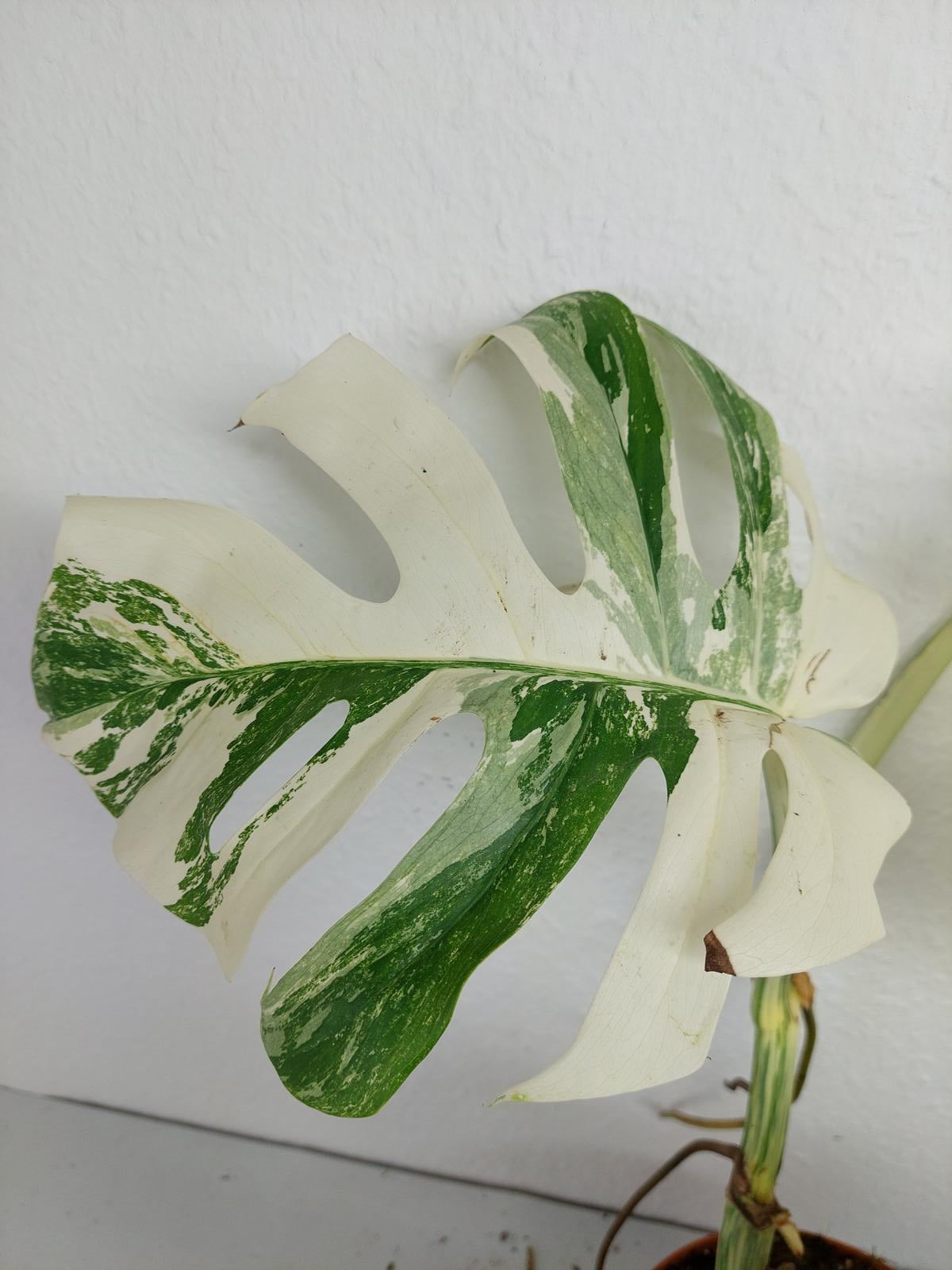 Monstera Variegata (zum aussuchen)