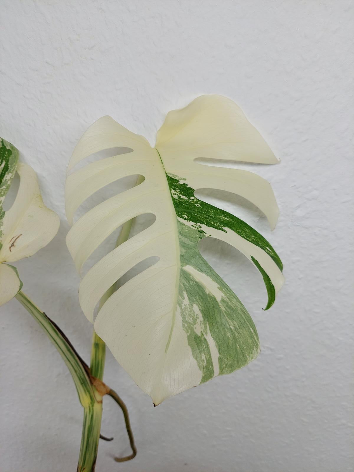 Monstera Variegata (zum aussuchen)