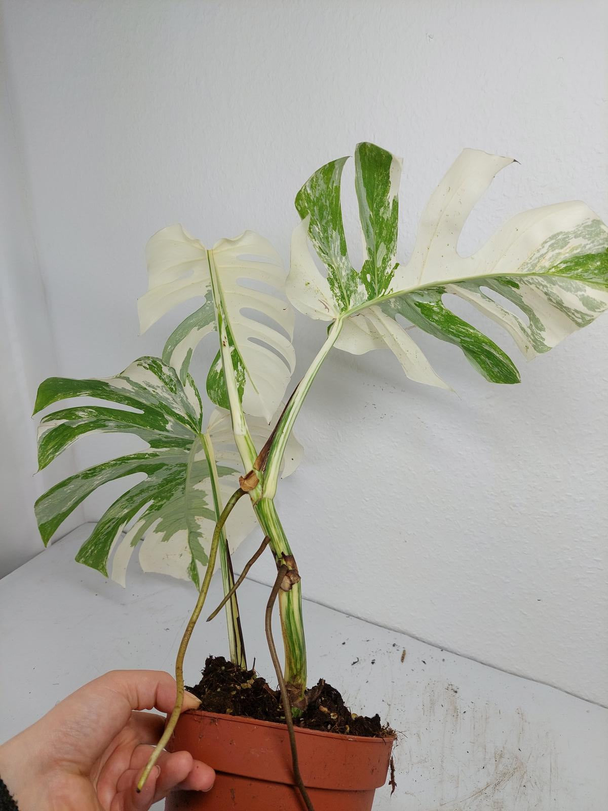 Monstera Variegata (zum aussuchen)