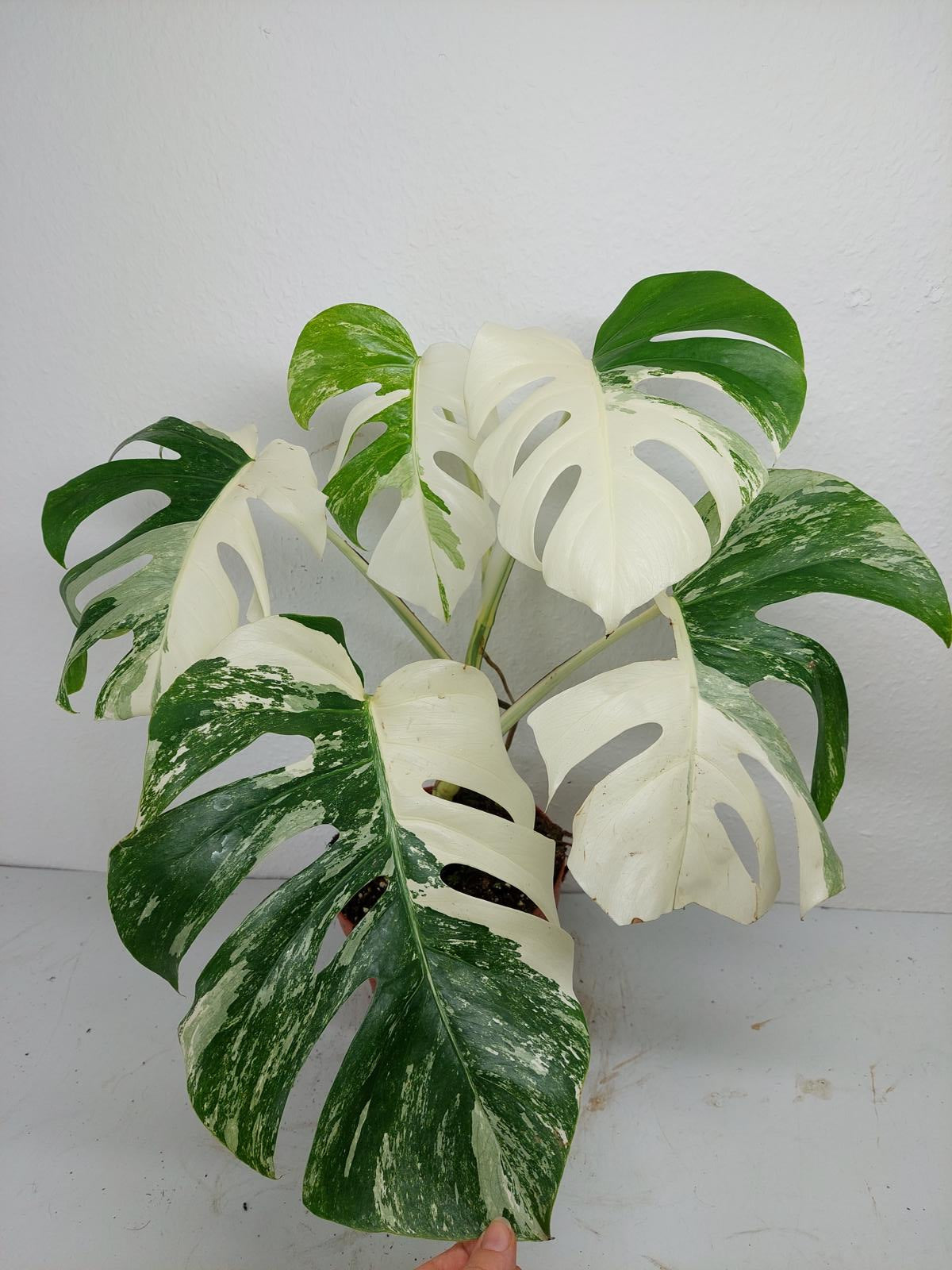 Monstera Variegata (zum aussuchen)