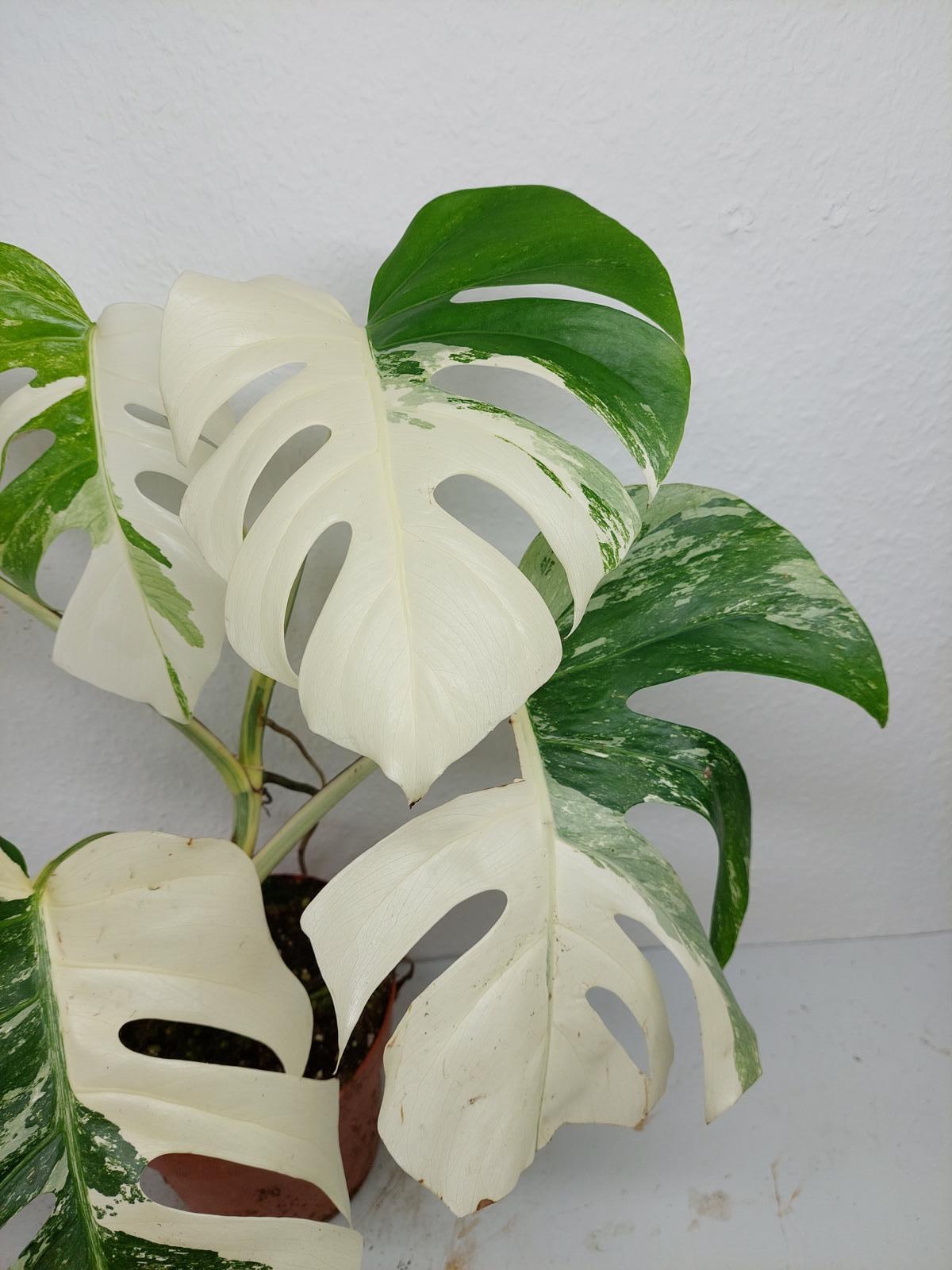 Monstera Variegata (zum aussuchen)