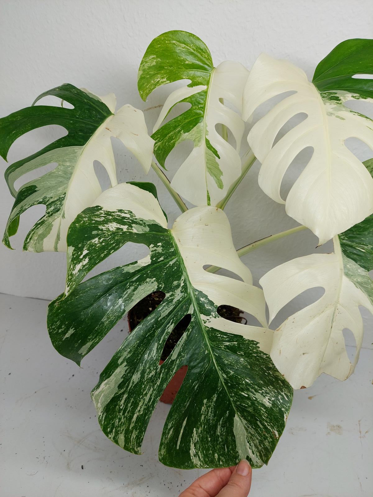 Monstera Variegata (zum aussuchen)