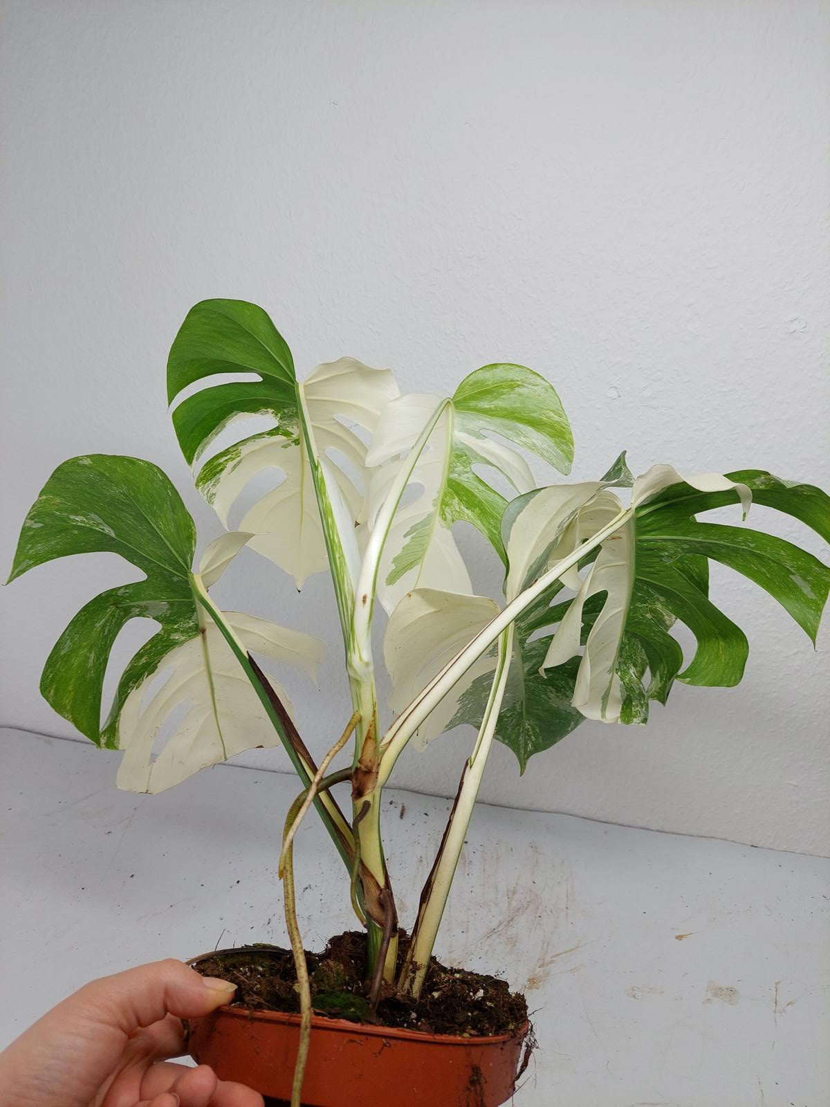 Monstera Variegata (zum aussuchen)