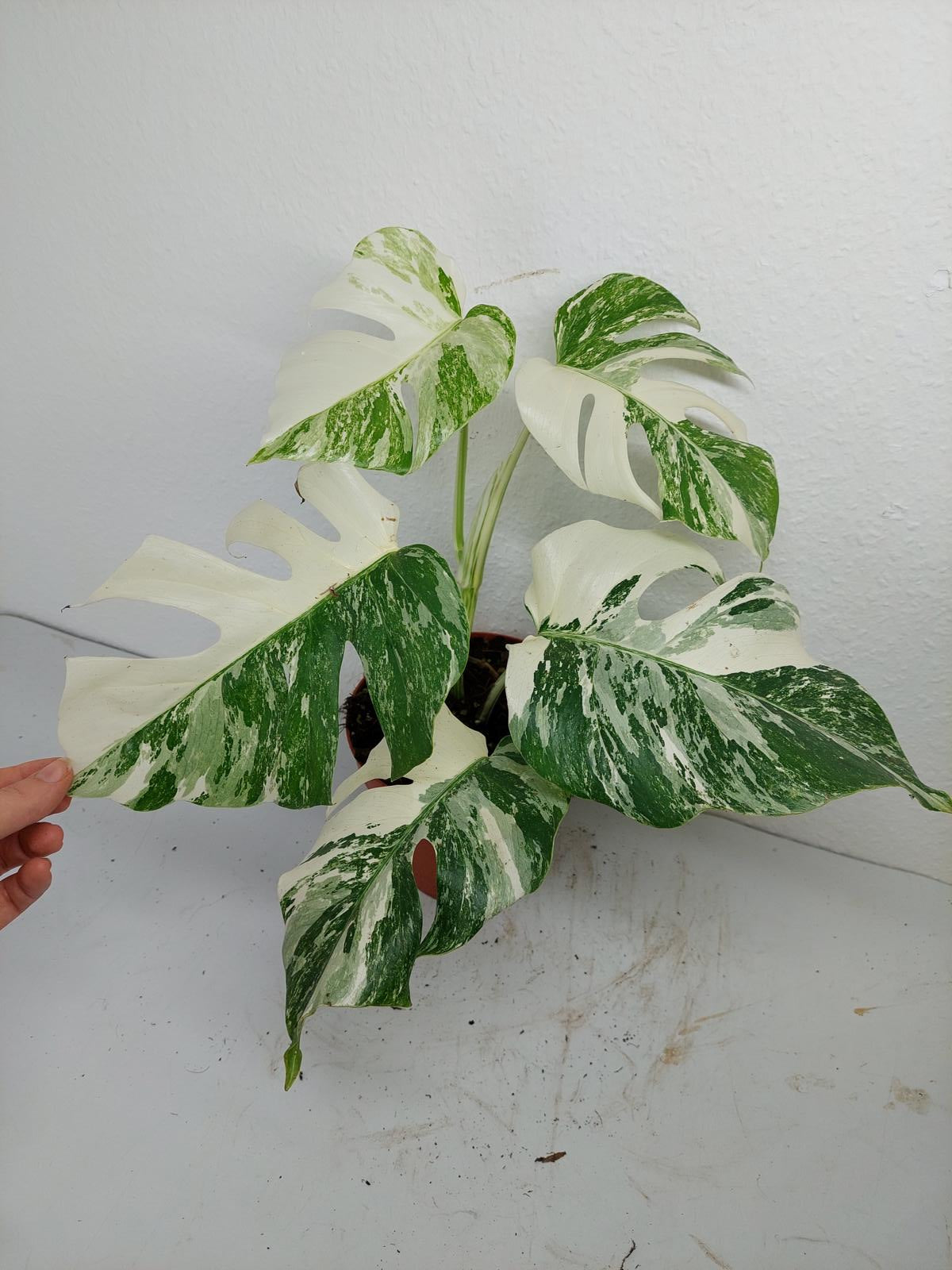 Monstera Variegata (zum aussuchen)