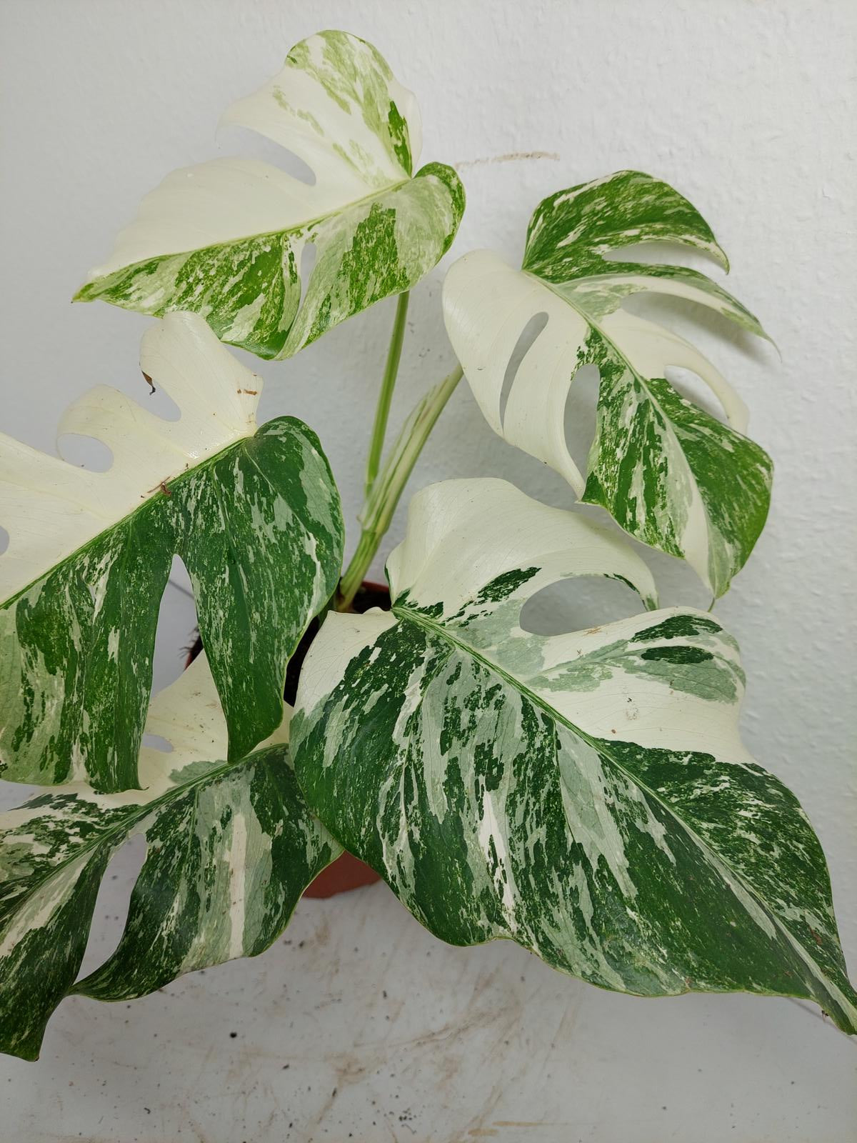 Monstera Variegata (zum aussuchen)