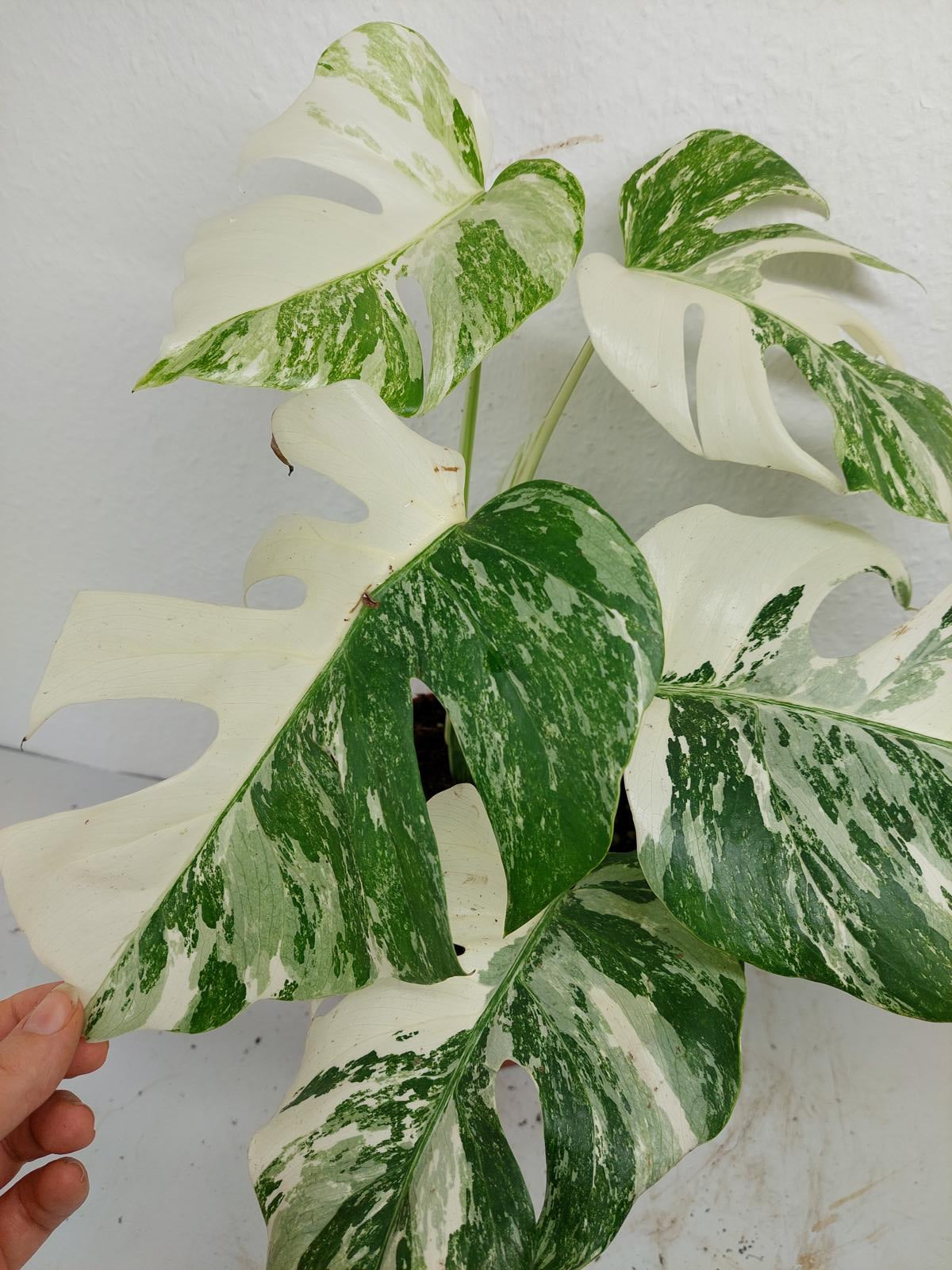 Monstera Variegata (zum aussuchen)