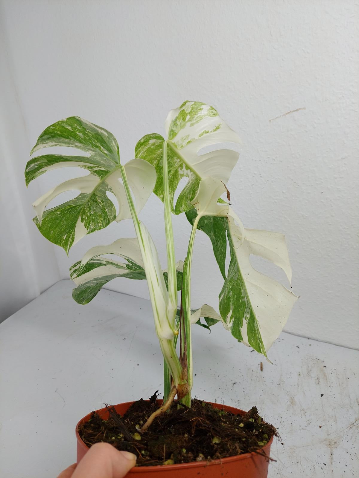 Monstera Variegata (zum aussuchen)