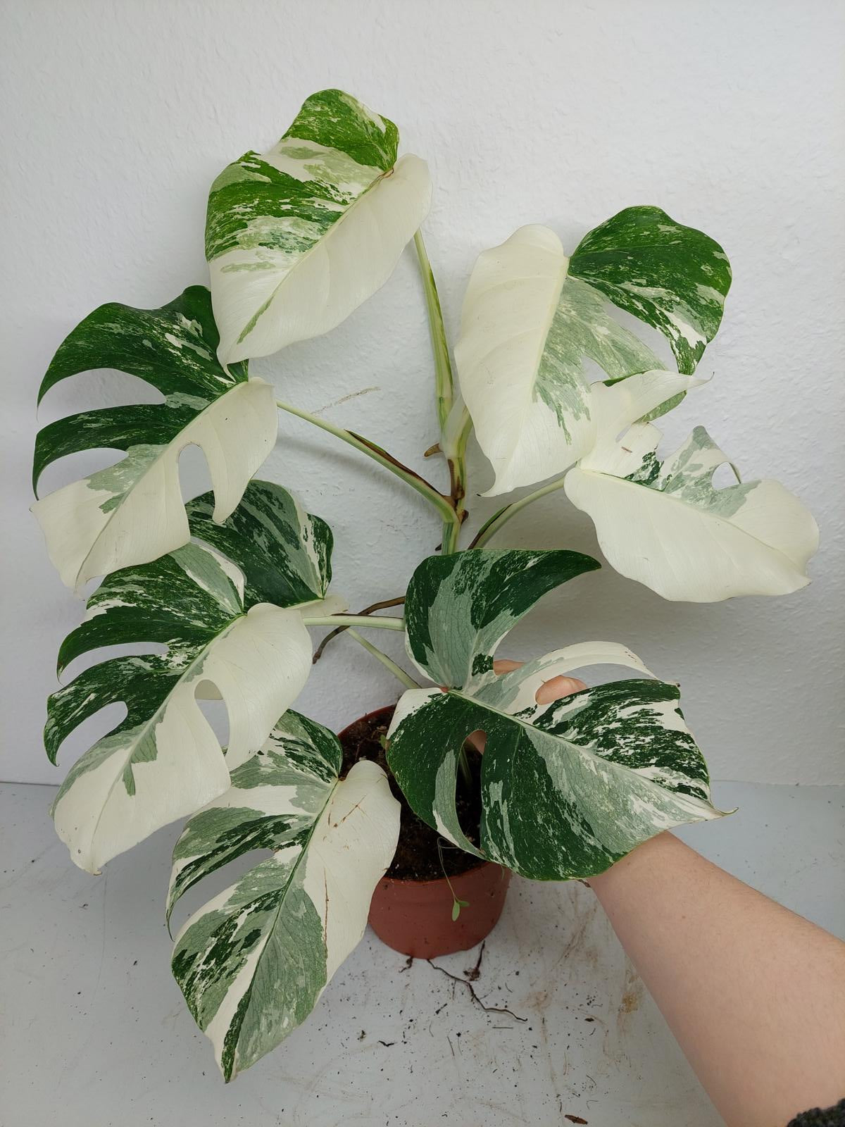 Monstera Variegata (zum aussuchen)